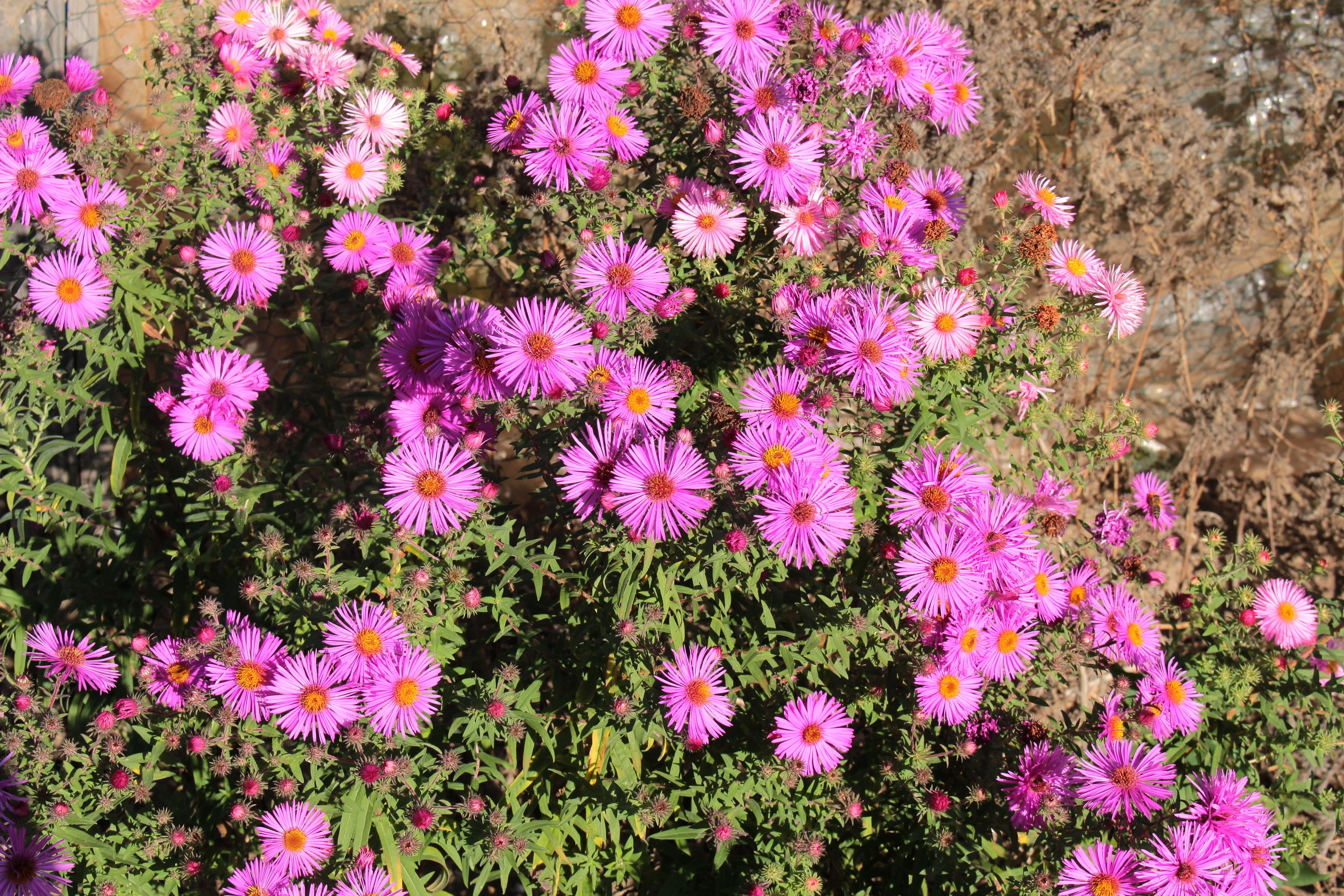 25 Table Mountain ICE PLANT Magenta Fuchsia Delosperma Cooperi Hardy Pink Carpet Flower Seeds - Image 4