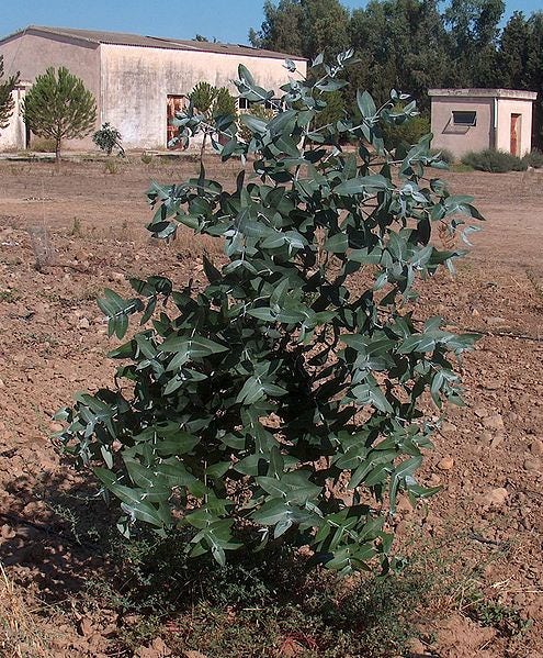 25 TASMANIAN Blue Gum TREE / EUCALYPTUS Globulus Flower Seeds - Image 3