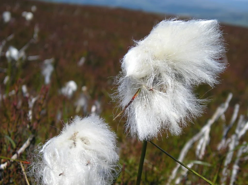 25 TAWNY COTTONGRASS Flower Seeds Eriophorum Virginicum Hare's Tail Cotton Grass Seeds - Image 4