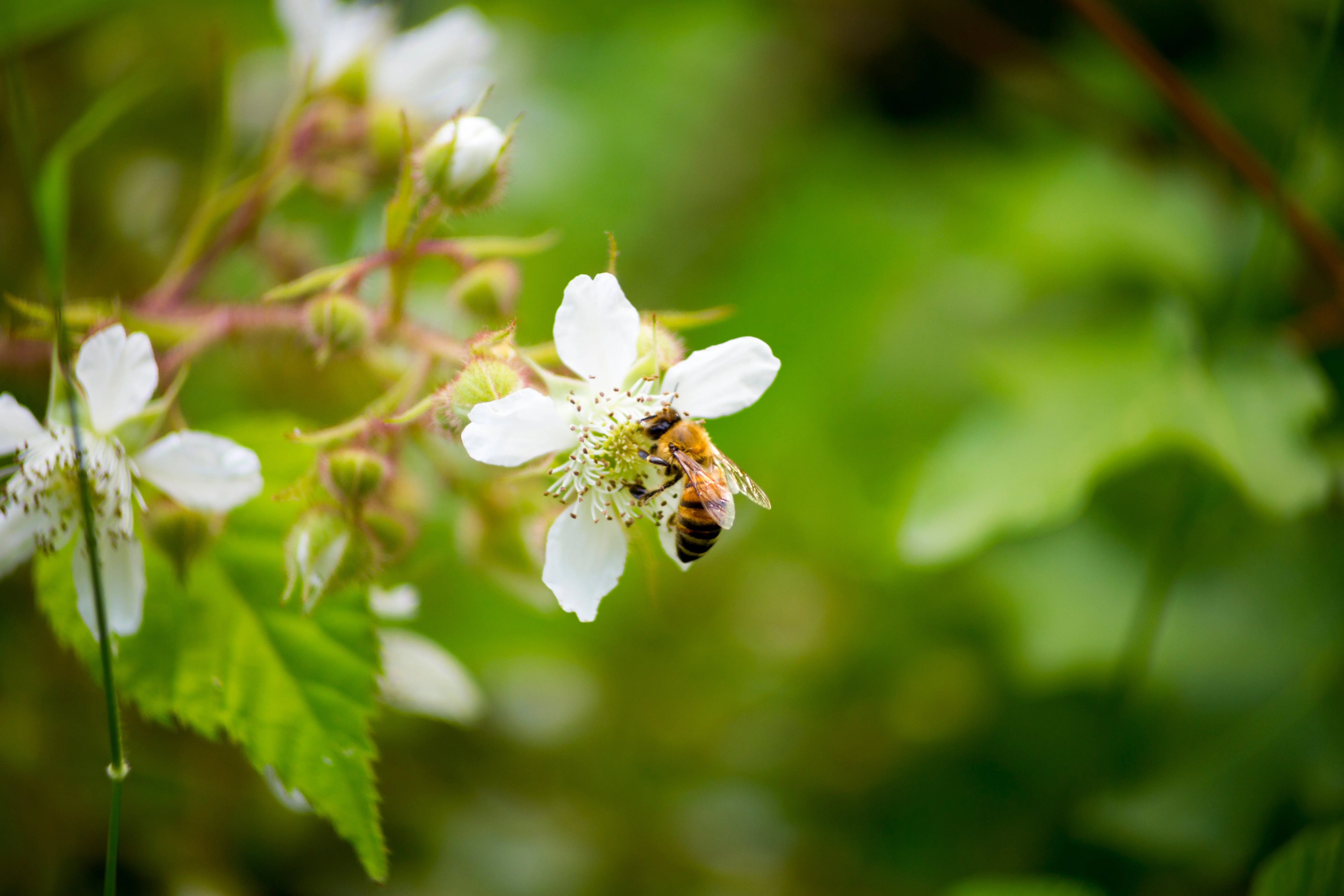 25 TRAILING BLACKBERRY Pacific Rubus Ursinus Vining Shrub Fruit Berry Seeds - Image 9