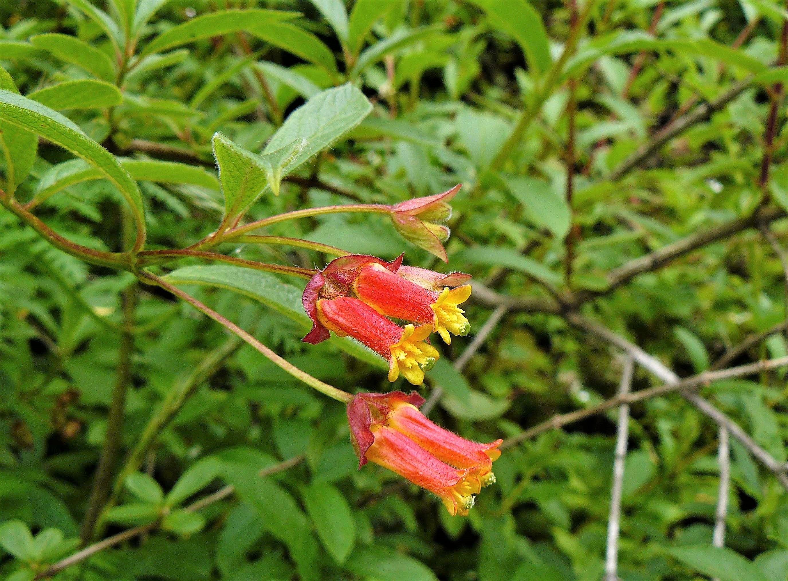 25 TWINBERRY HONEYSUCKLE Lonicera Involucrata California Bearberry Black Twin Berry Endangered Native Sun or Shade Shrub Yellow Red Hummingbird Flower Seeds - Image 11