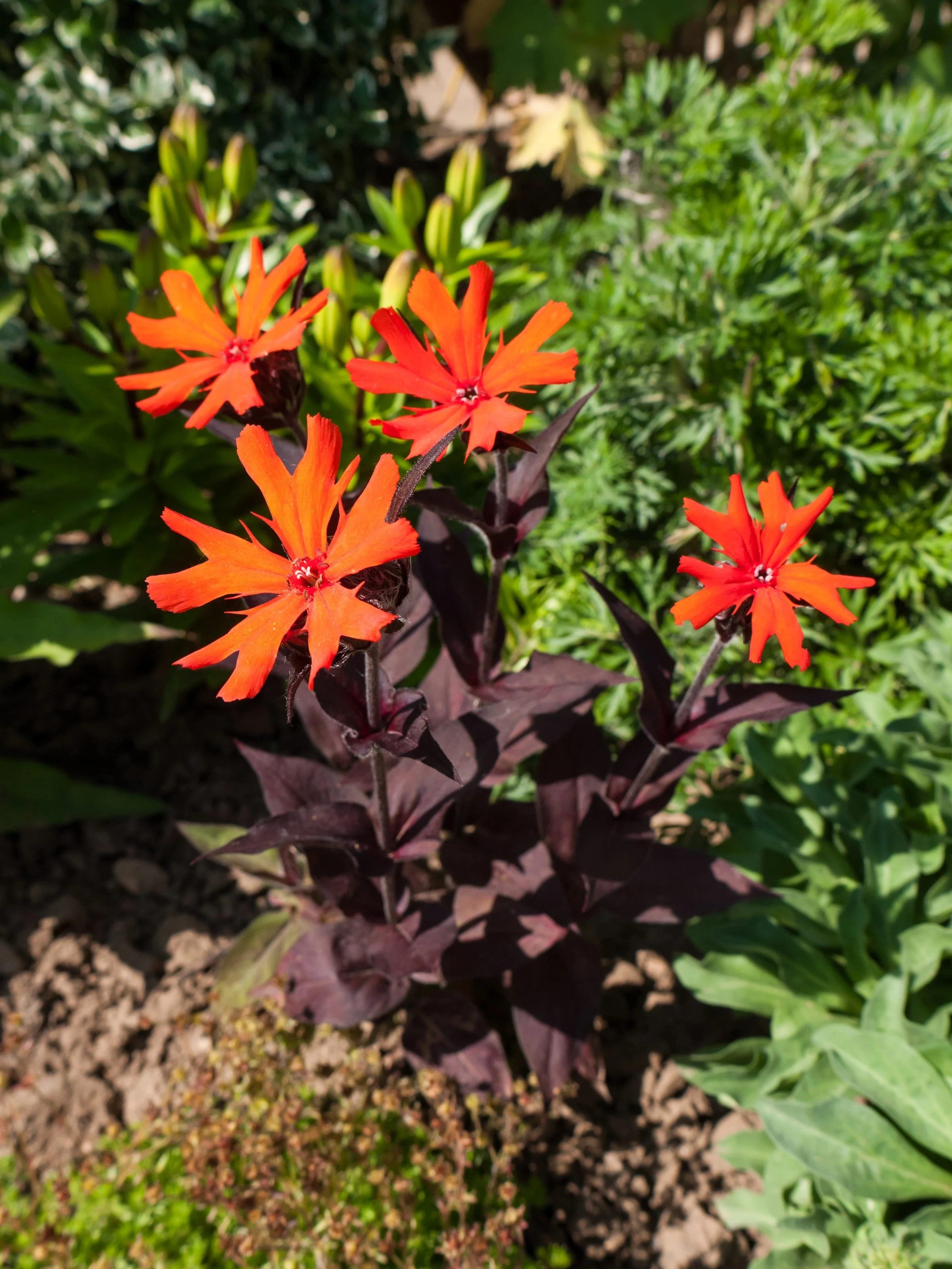 25 VESUVIUS CAMPION Red Orange Lychnis Arkwrightii Catchfly Flower Seeds - Image 6