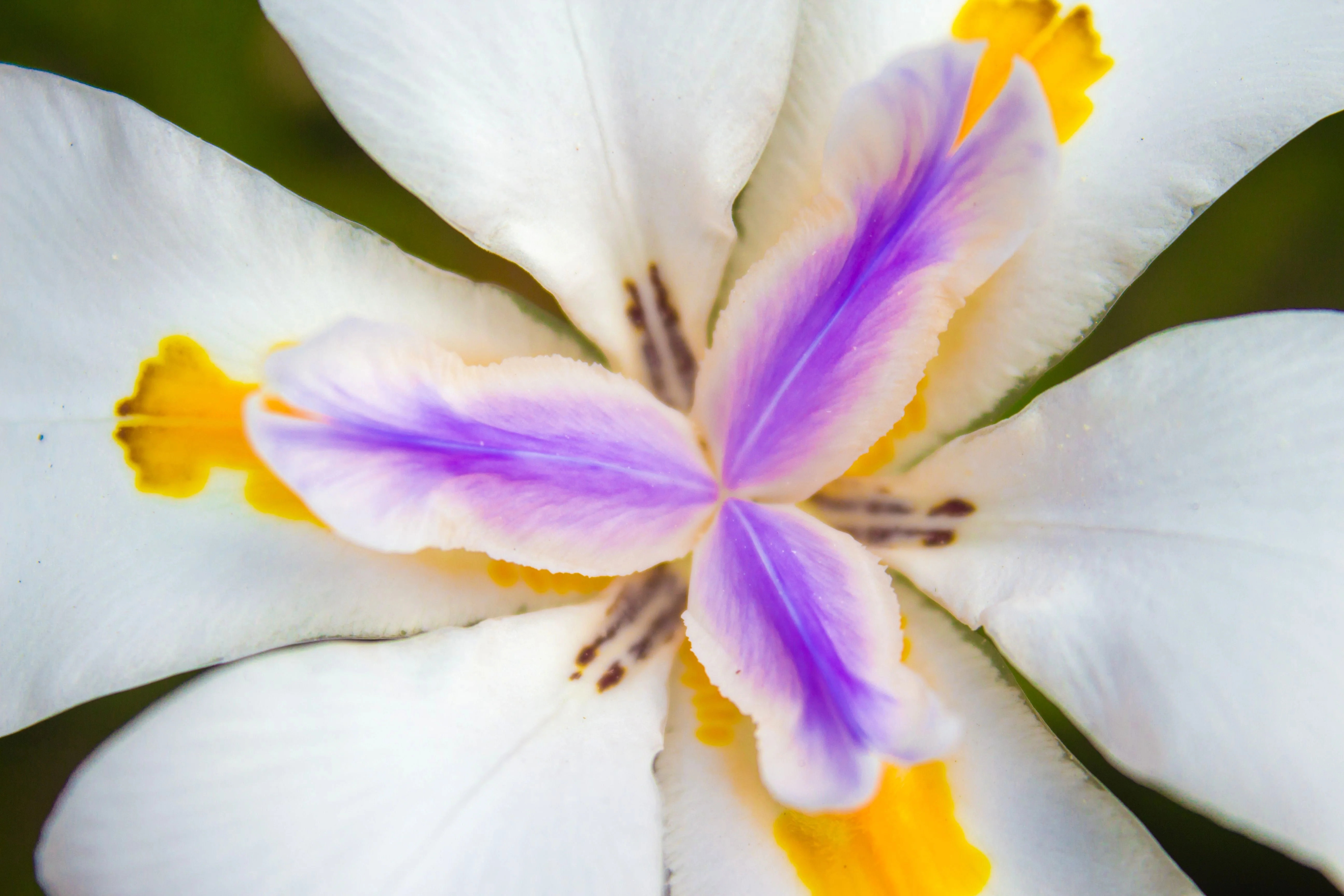 25 WHITE AFRICAN IRIS Fortnight Lily Dietes Iridioides Vegeta aka Cape or Butterfly Iris Yellow Purple Flower Seeds - Image 4