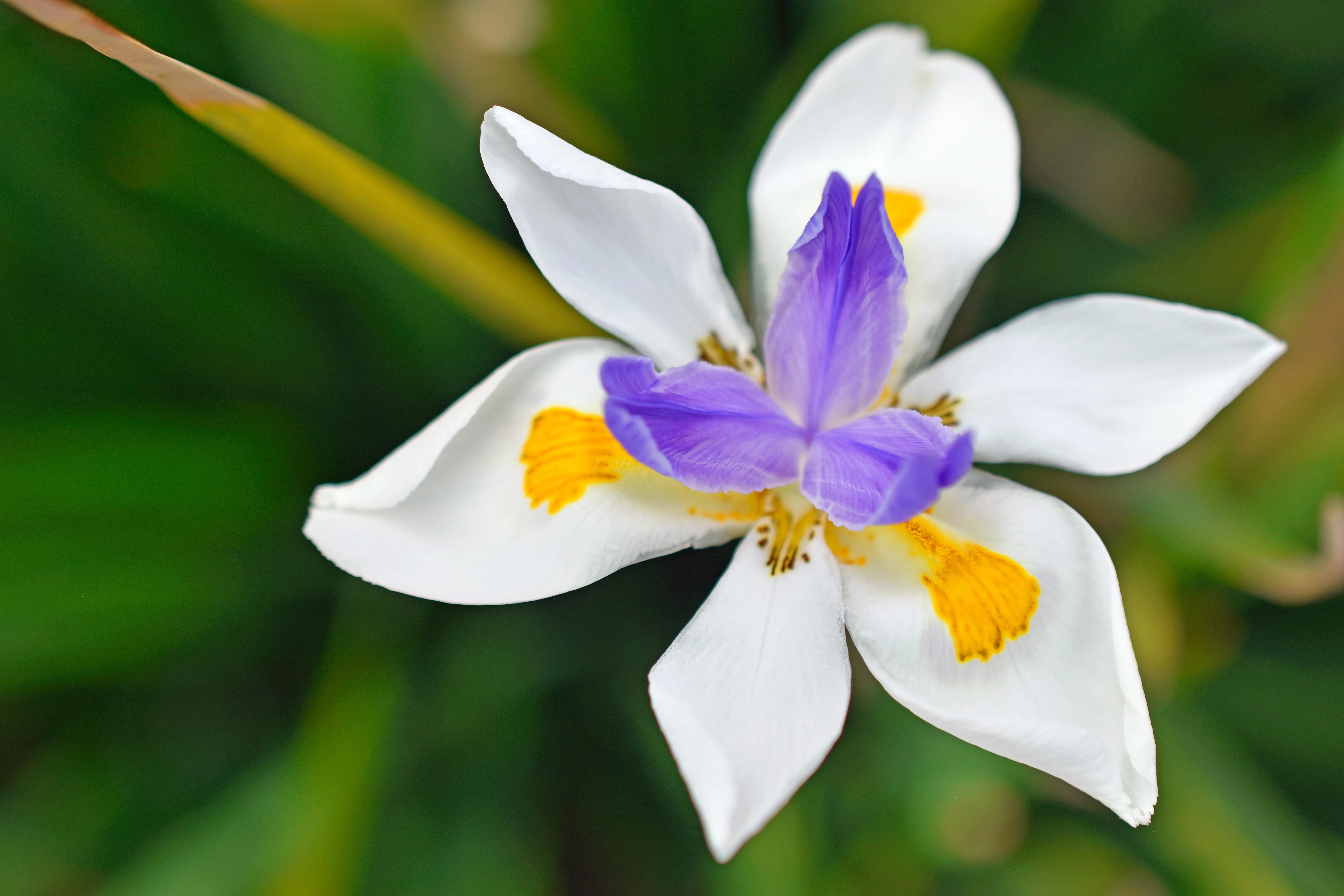 25 WHITE AFRICAN IRIS Fortnight Lily Dietes Iridioides Vegeta aka Cape or Butterfly Iris Yellow Purple Flower Seeds - Image 5