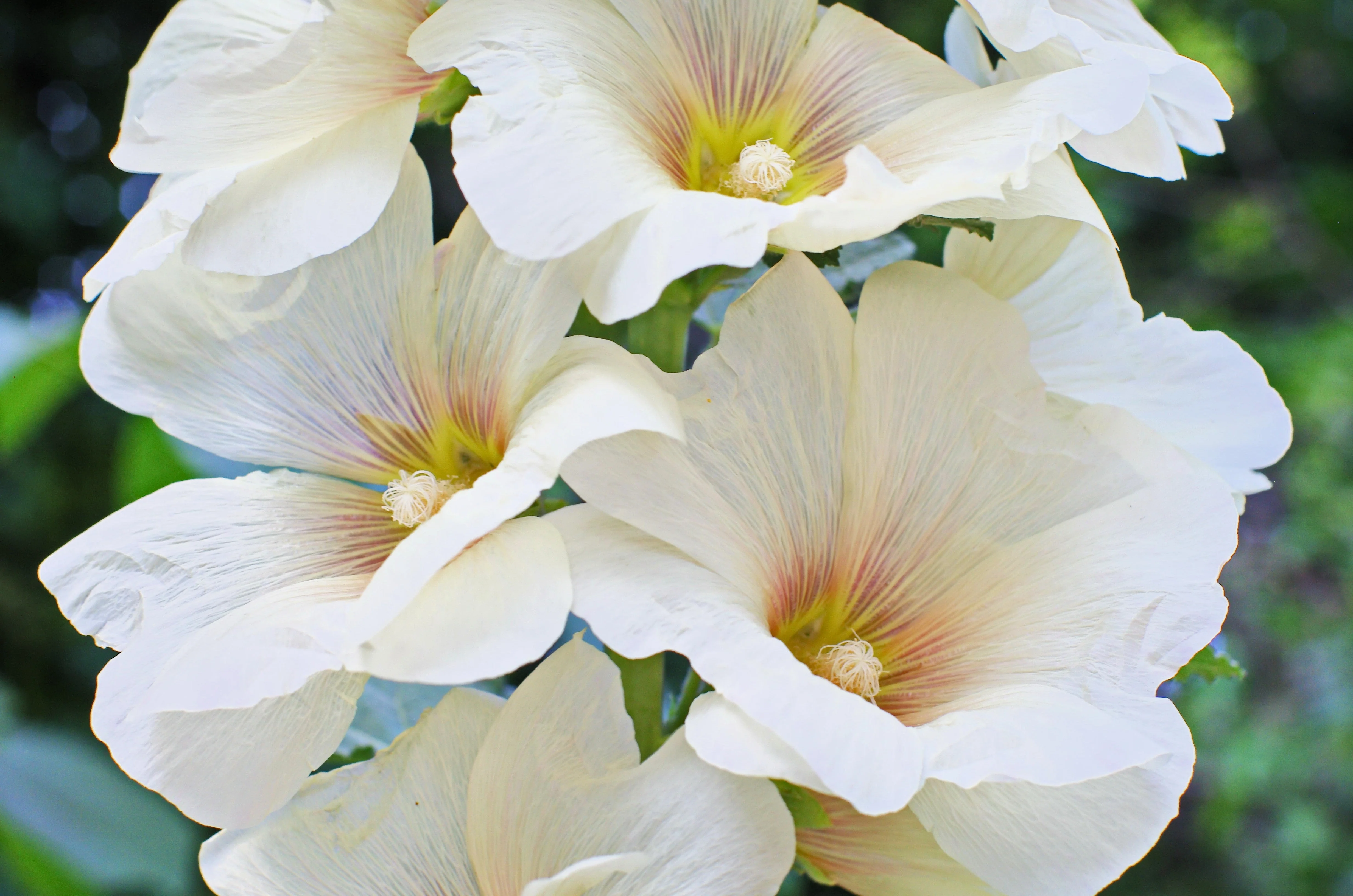 25 WHITE HOLLYHOCK Alcea Rosea Flower Seeds Perennial - Image 2