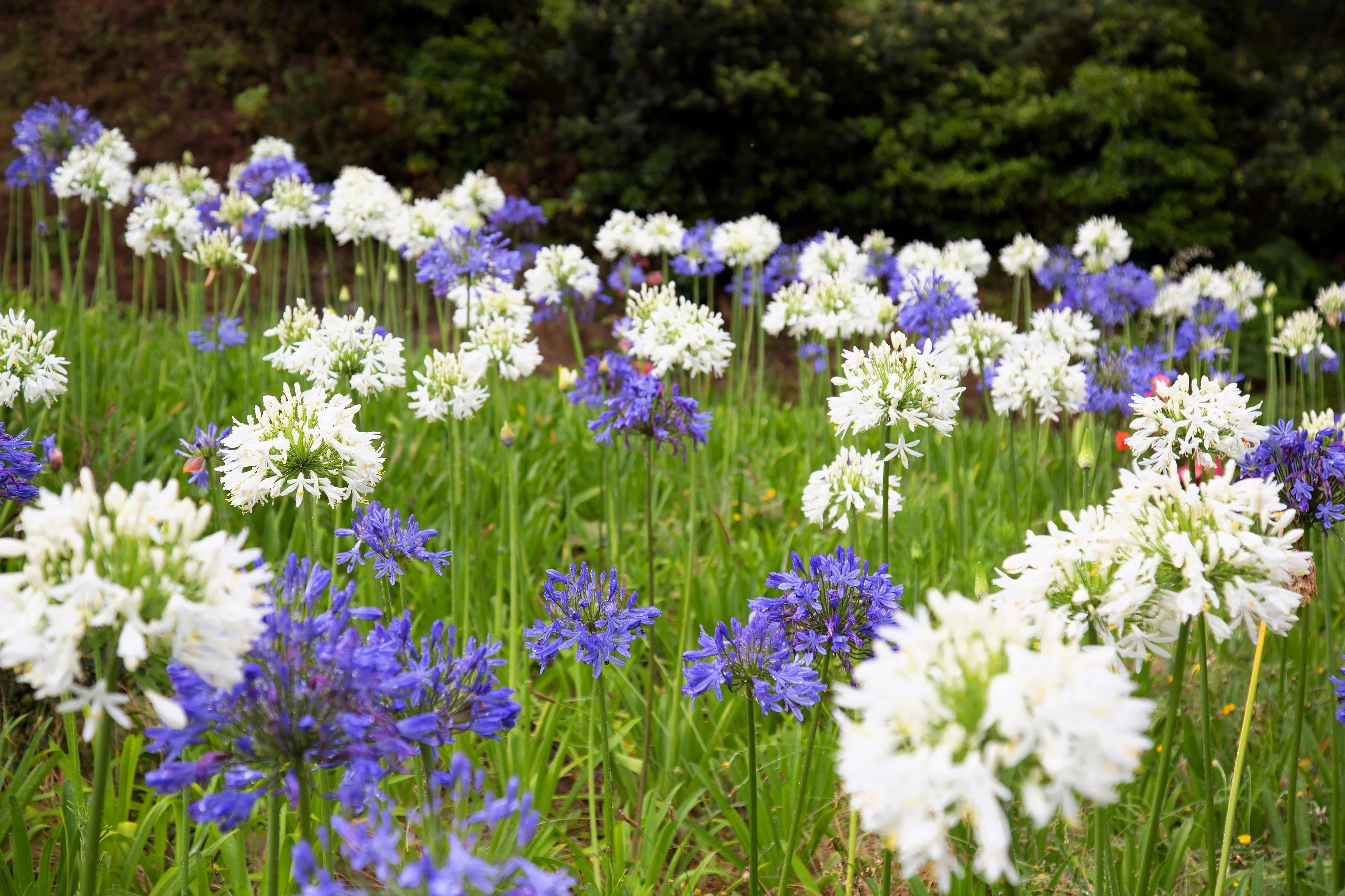 25 WHITE LILY of the NILE Agapanthus Orientalis African Lily Flower Seeds - Image 12