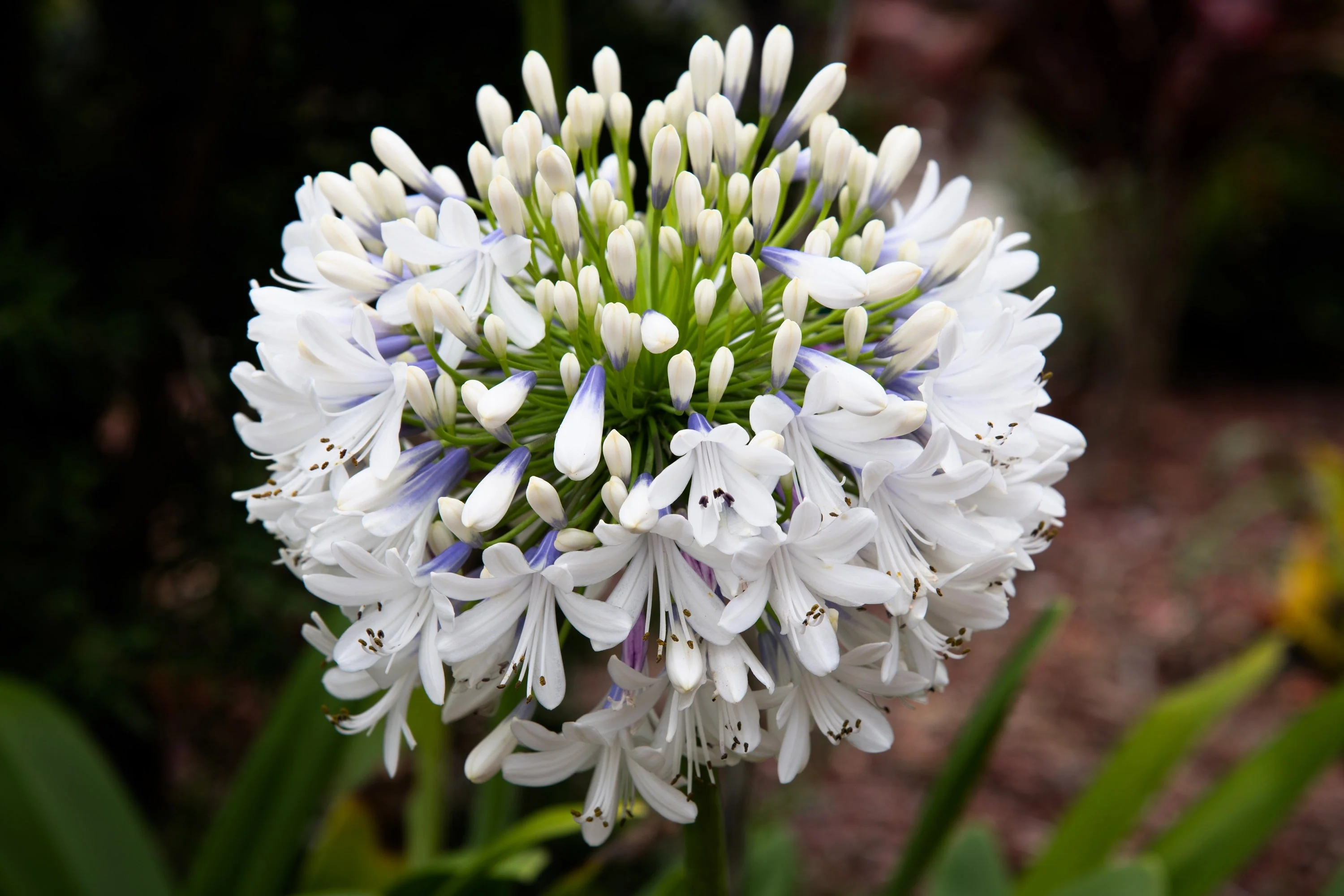 25 WHITE LILY of the NILE Agapanthus Orientalis African Lily Flower Seeds - Image 13