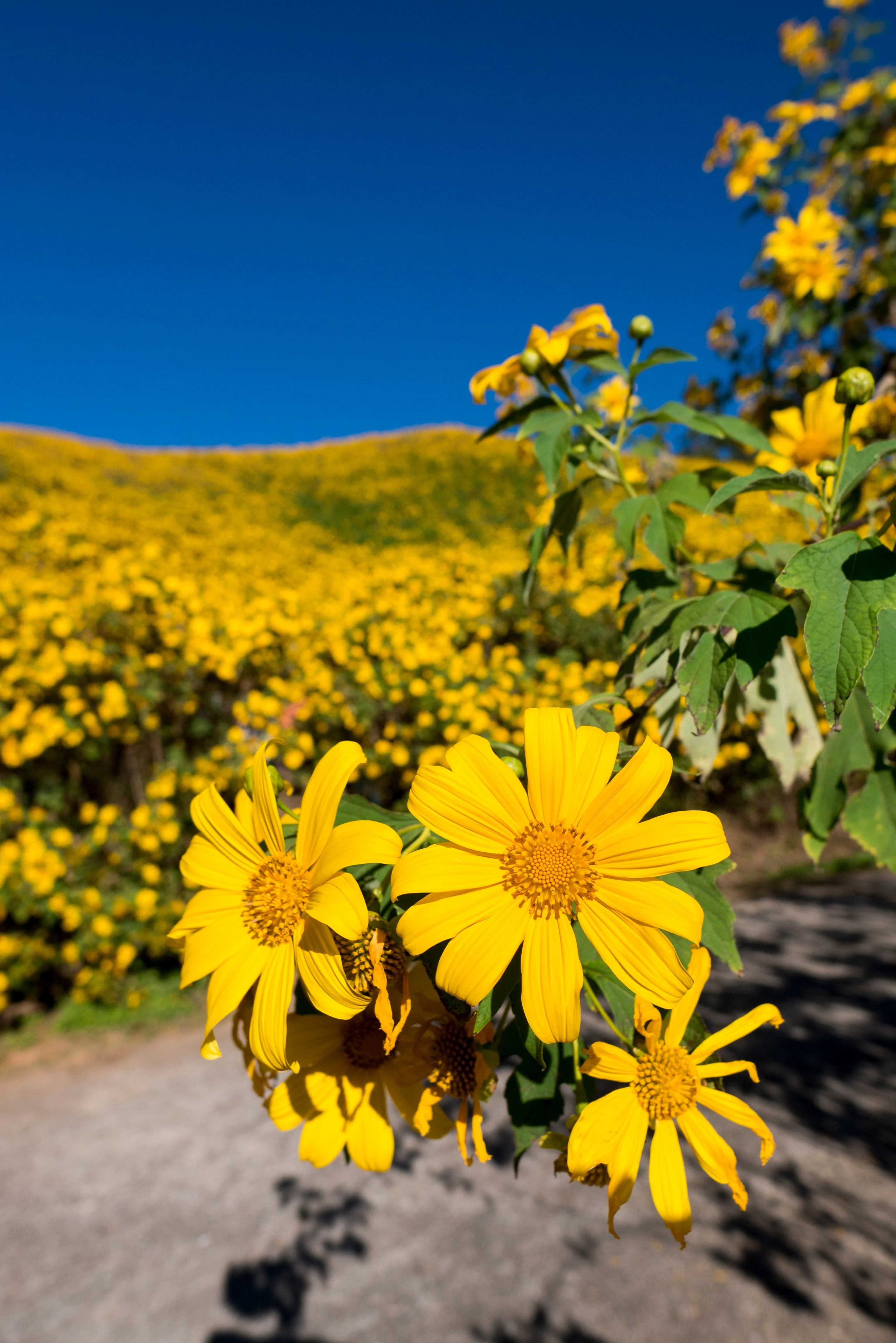 25 YELLOW Torch MEXICAN SUNFLOWER Tithonia Speciosa Flower Seeds - Image 10
