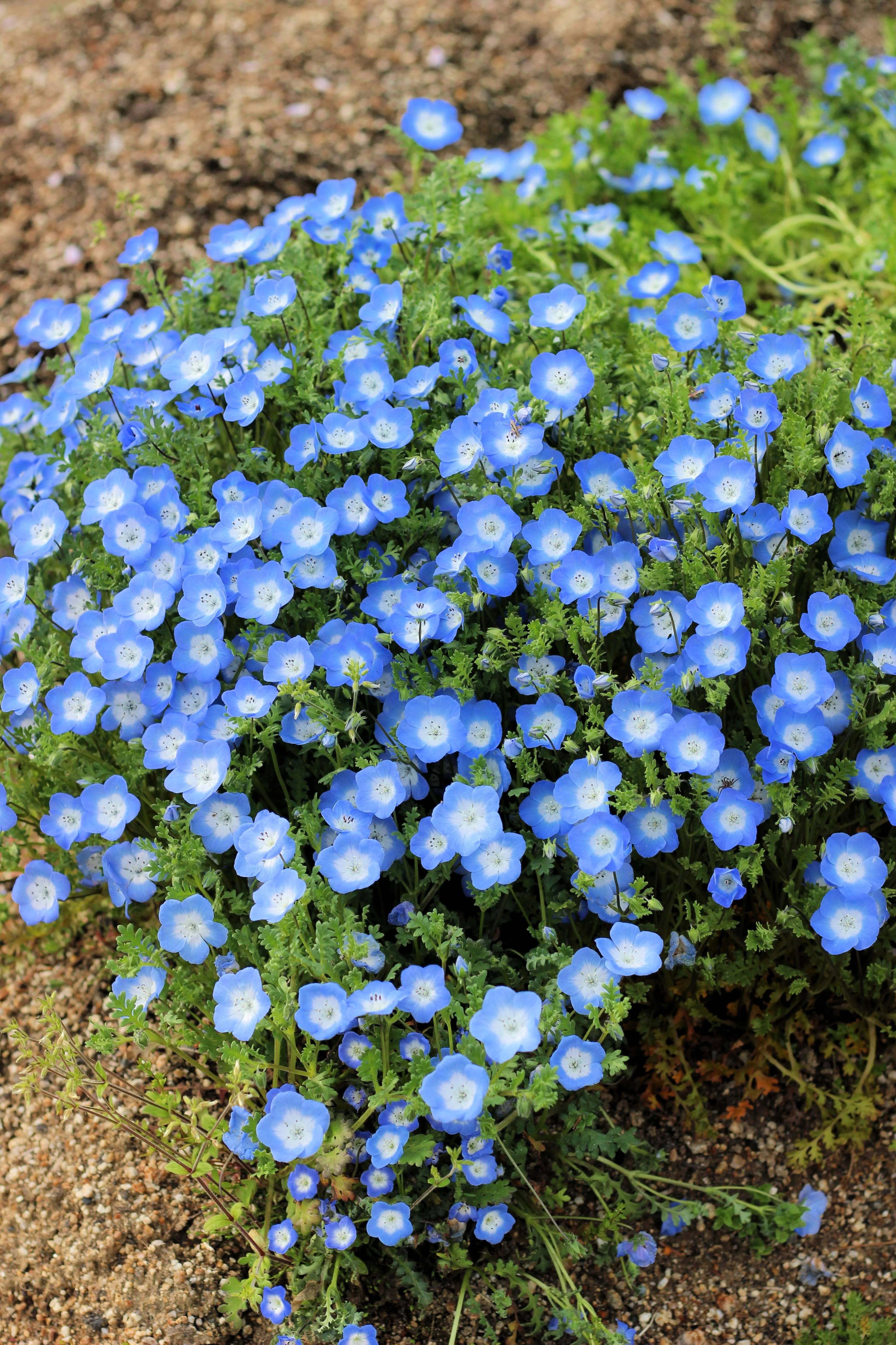 250 BABY BLUE EYES Nemophila Menziesii Fragrant Butterfly Flower Seeds - Image 6