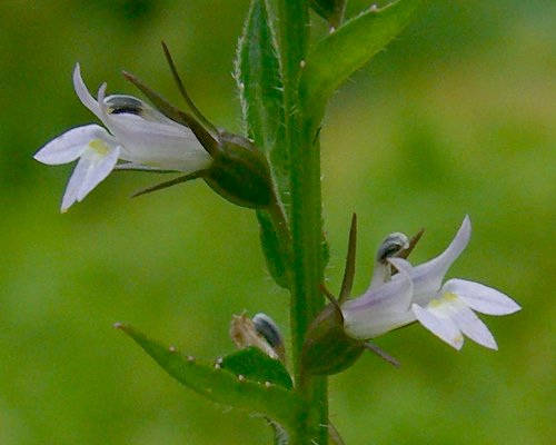 250 Blue INDIAN TOBACCO (Indian Lobelia) Lobelia Inflata Flower Seeds - Image 5