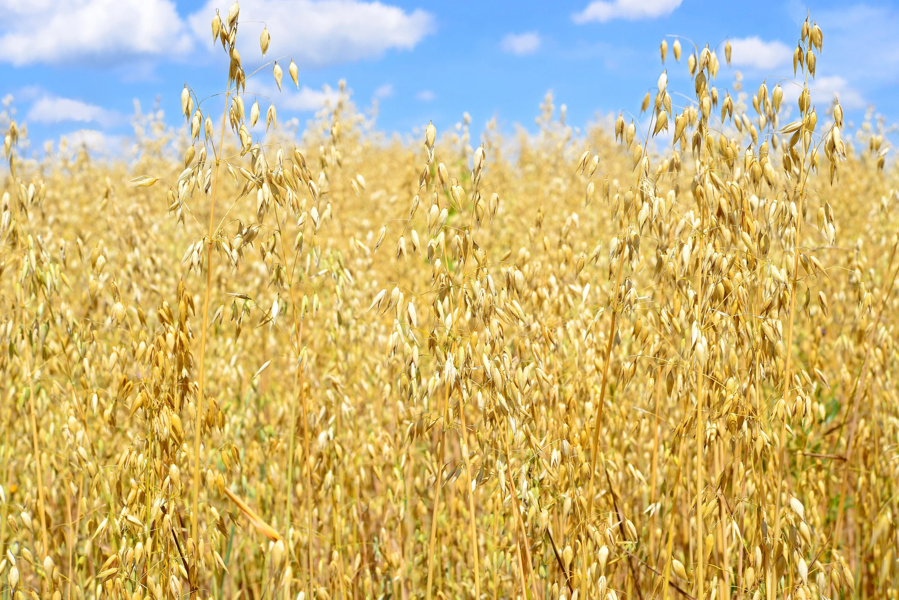 250 Certified ARMOR OAT Oats Avena Sativa Cereal Grain Seeds - Image 4