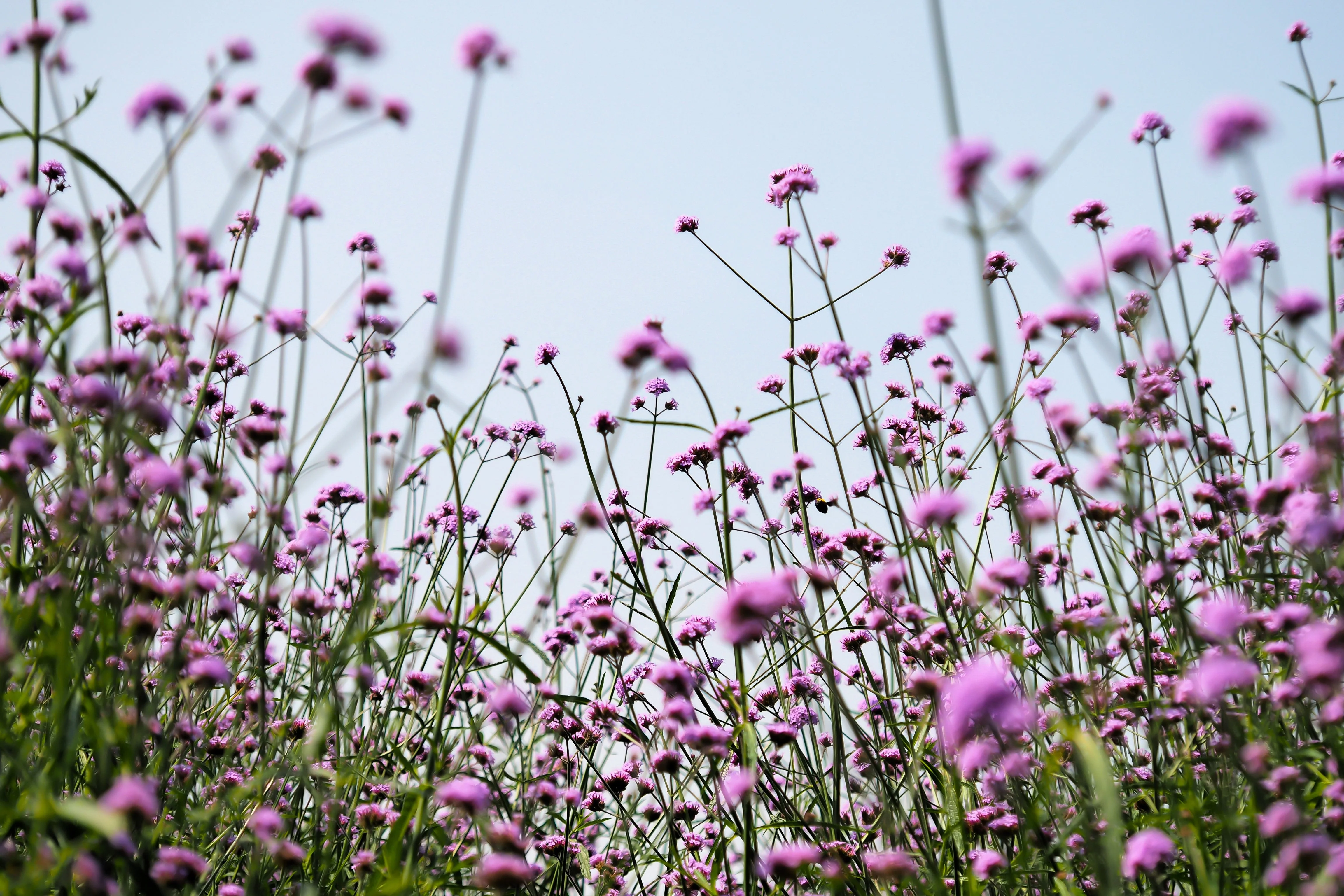 250 COMMON VERVAIN Verbena Officinalis European Herb Pink Purple Flower Seeds - Image 11