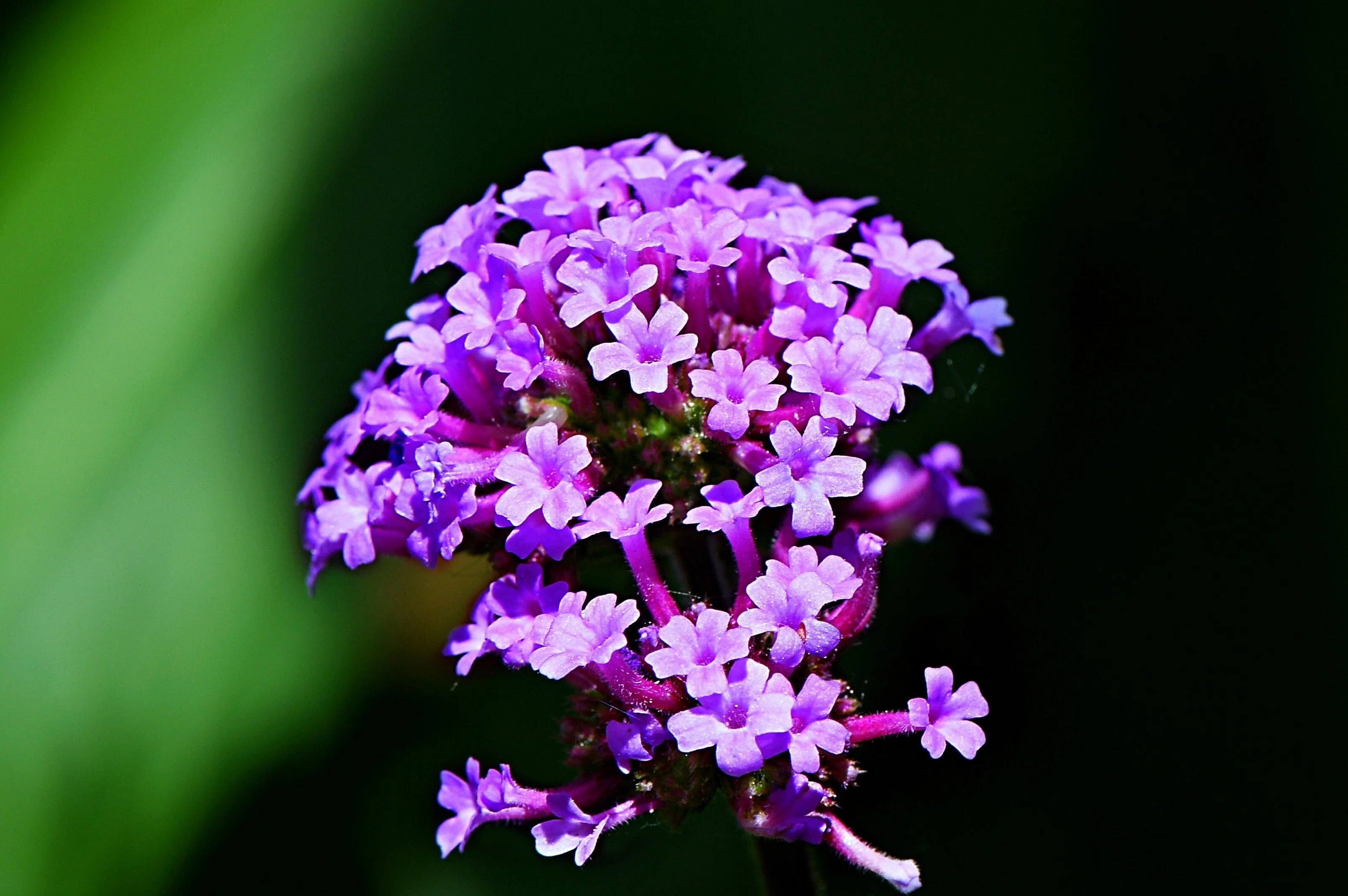 250 COMMON VERVAIN Verbena Officinalis European Herb Pink Purple Flower Seeds - Image 2