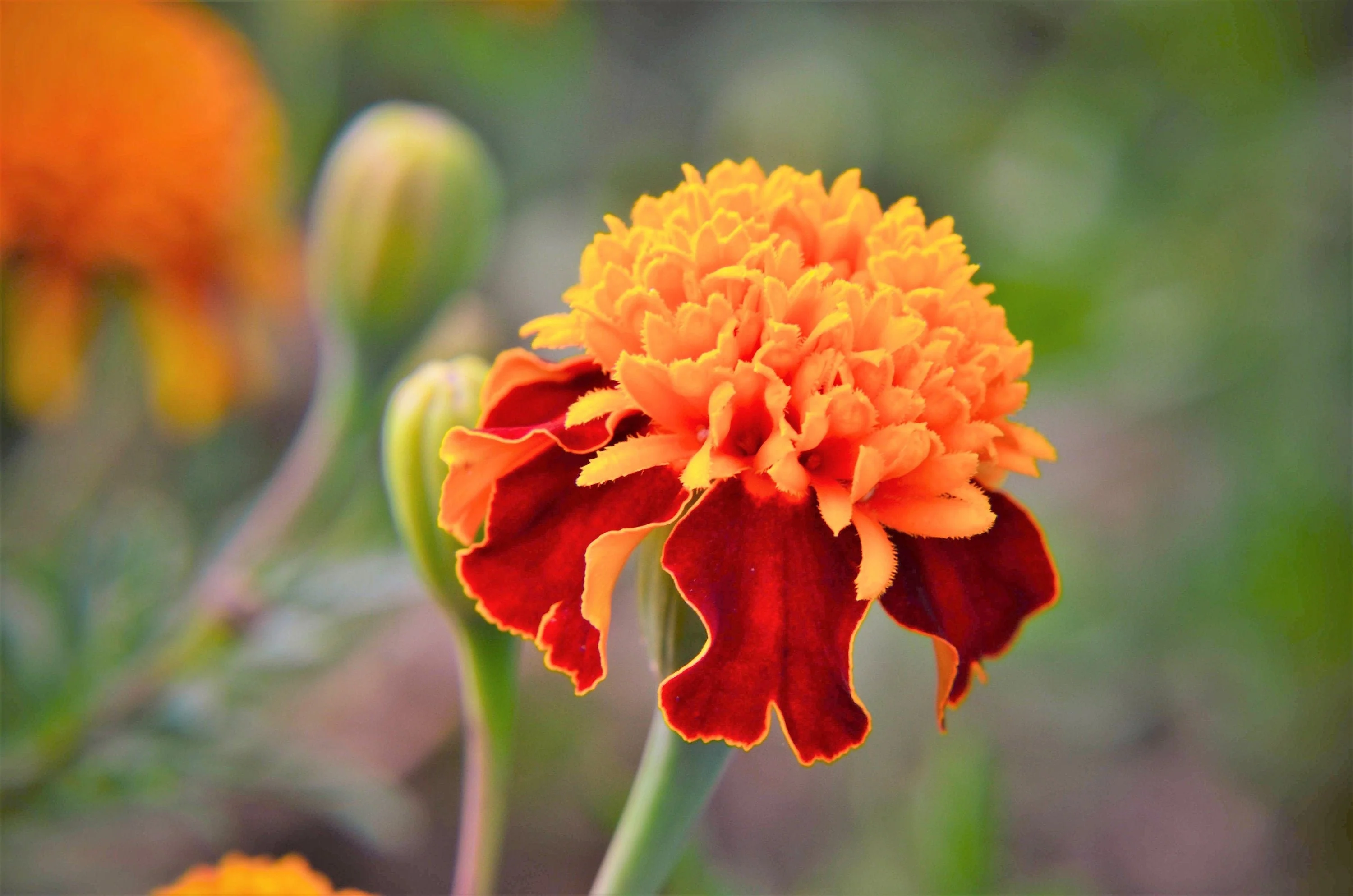 250 DWARF DOUBLE MARIGOLD ' Orange Flame ' Tagetes Patula French Red Flower Seeds - Image 3
