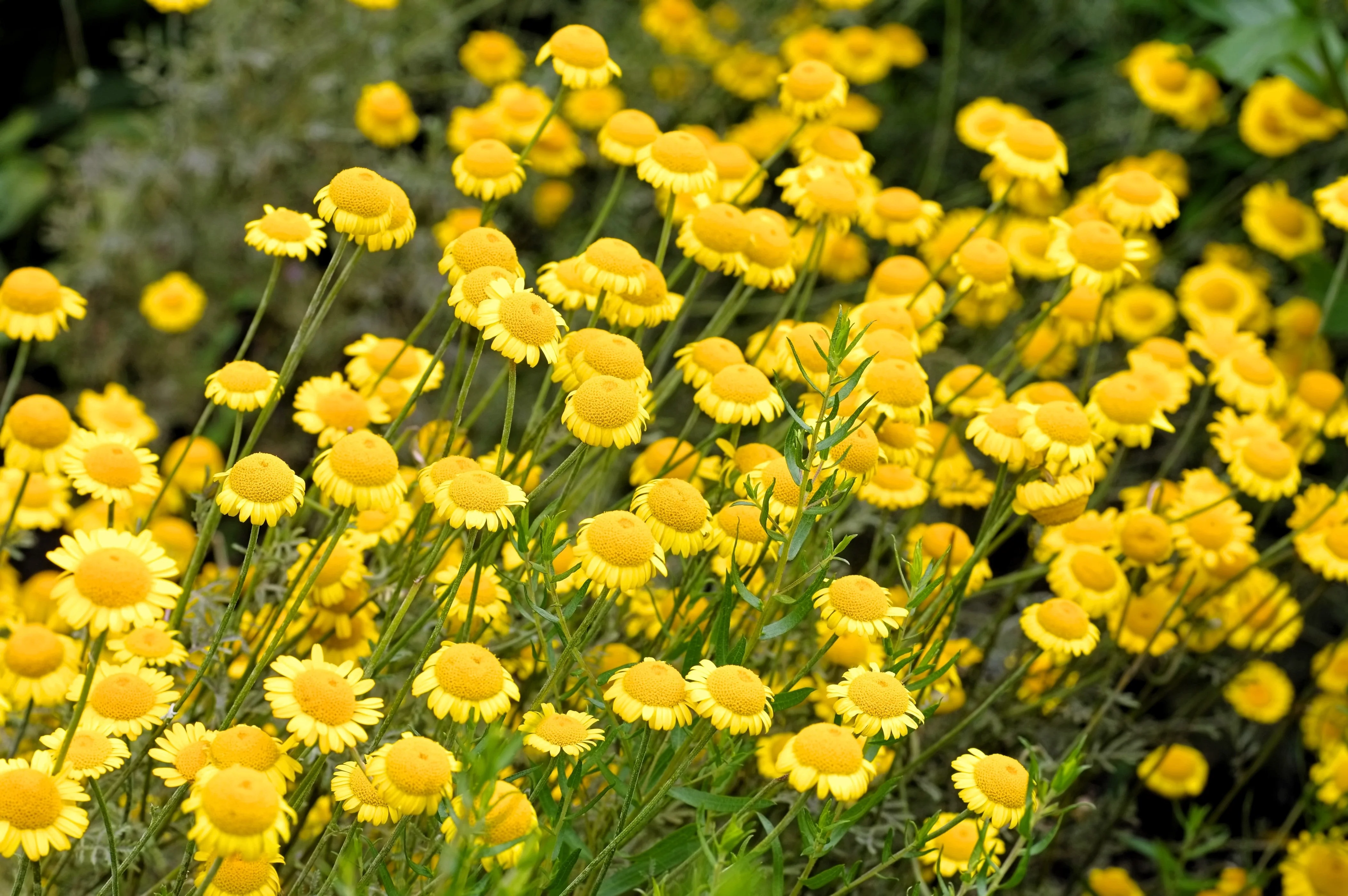 250 GOLDEN MARGUERITE DAISY Dyer's Yellow Chamomile Anthemis Tinctoria Kelwayi Cota Tinctoria Paris Daisy Herb Flower Seeds - Image 10