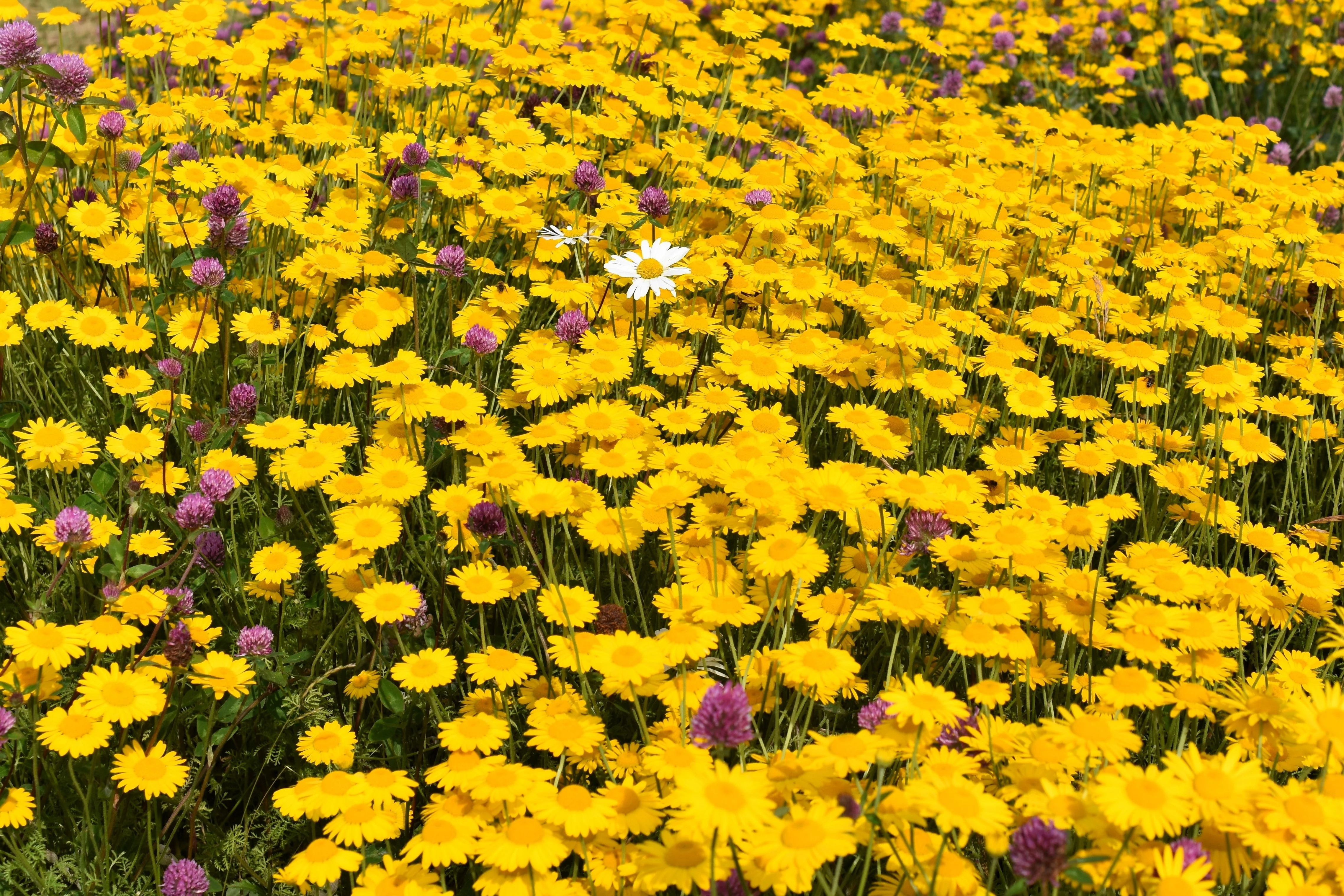 250 GOLDEN MARGUERITE DAISY Dyer's Yellow Chamomile Anthemis Tinctoria Kelwayi Cota Tinctoria Paris Daisy Herb Flower Seeds - Image 3
