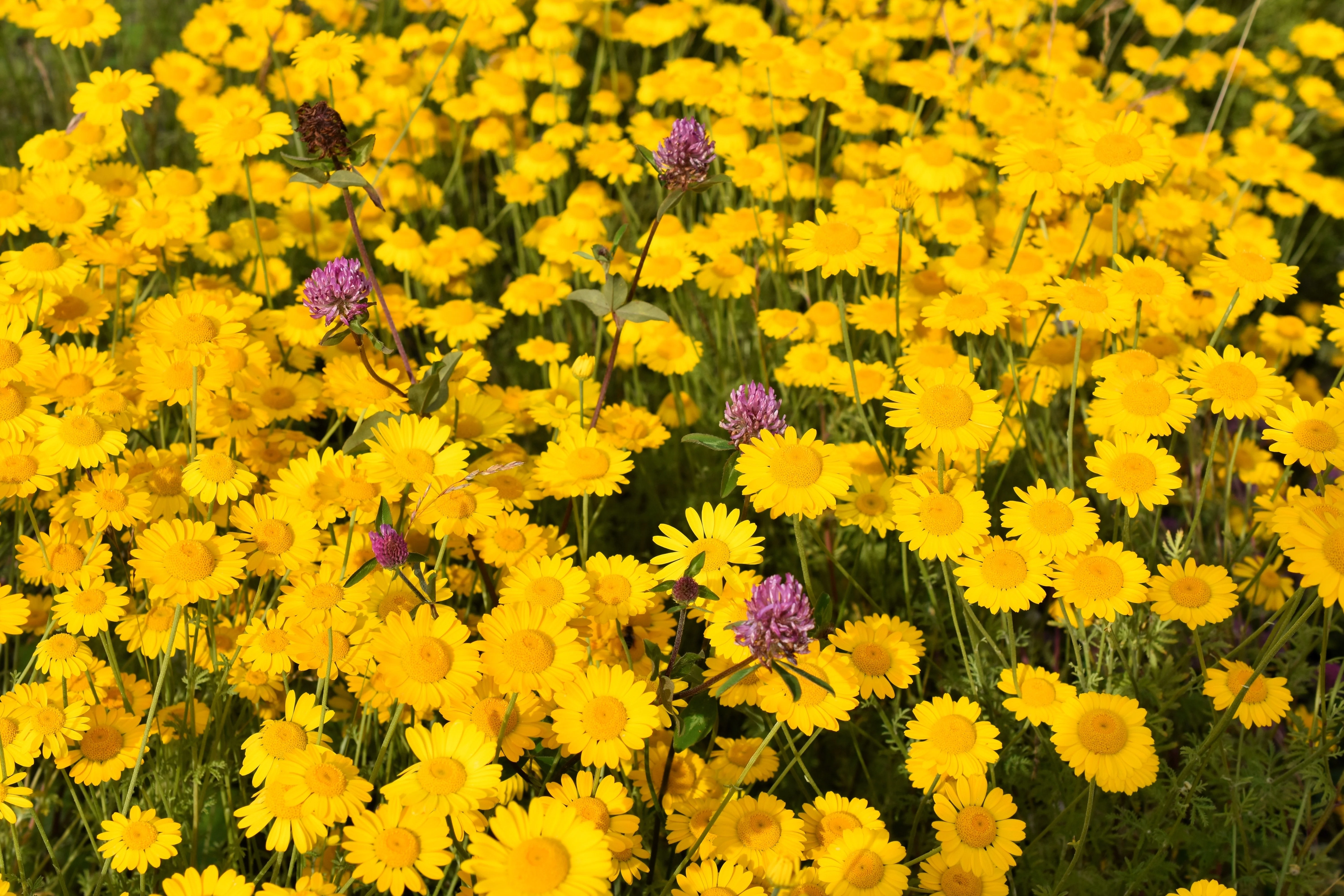 250 GOLDEN MARGUERITE DAISY Dyer's Yellow Chamomile Anthemis Tinctoria Kelwayi Cota Tinctoria Paris Daisy Herb Flower Seeds - Image 8