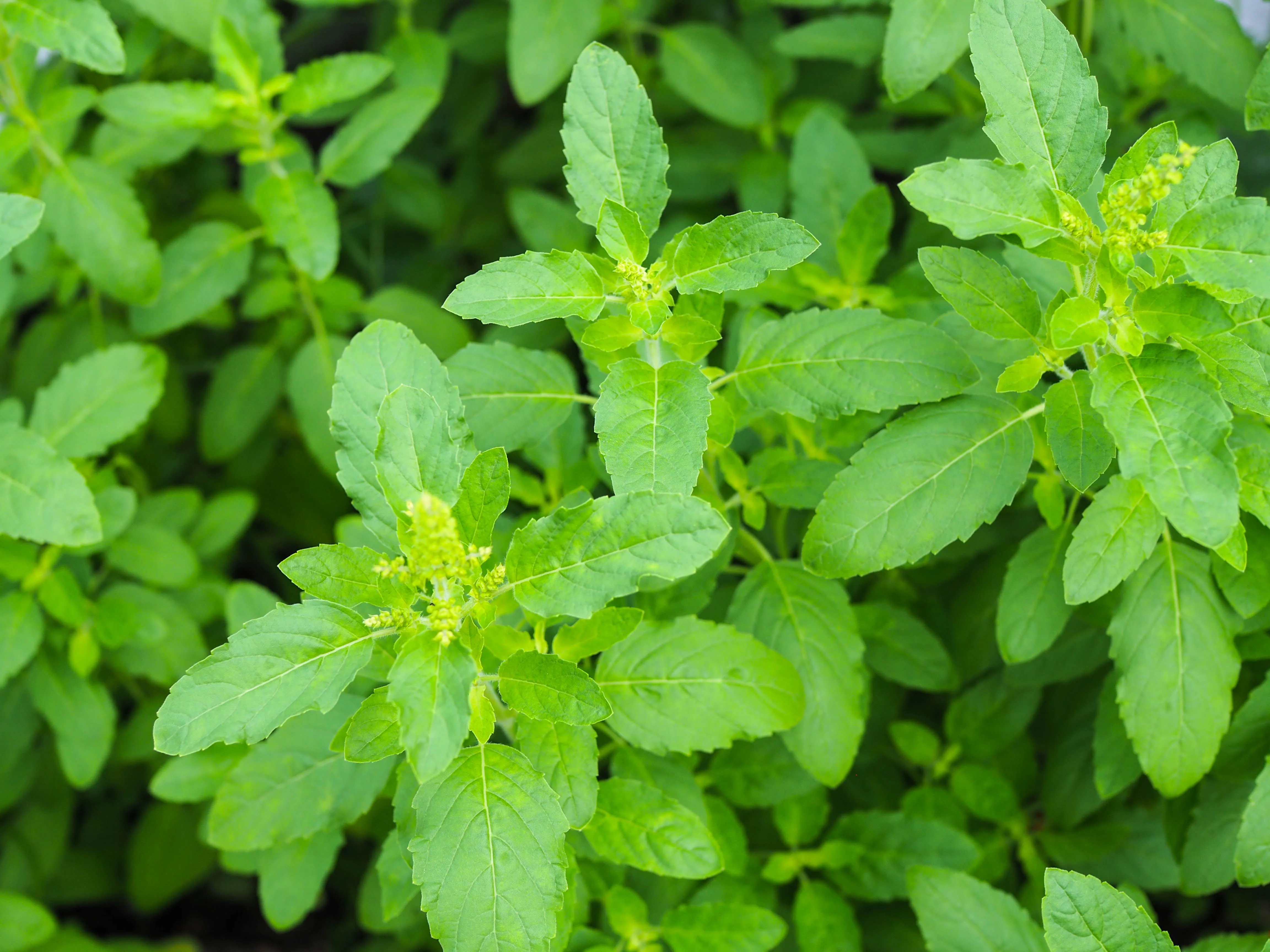 250 Green Tulsi HOLY BASIL Ocimum Sanctum Tenuiflorum Herb Flower Seeds - Image 2