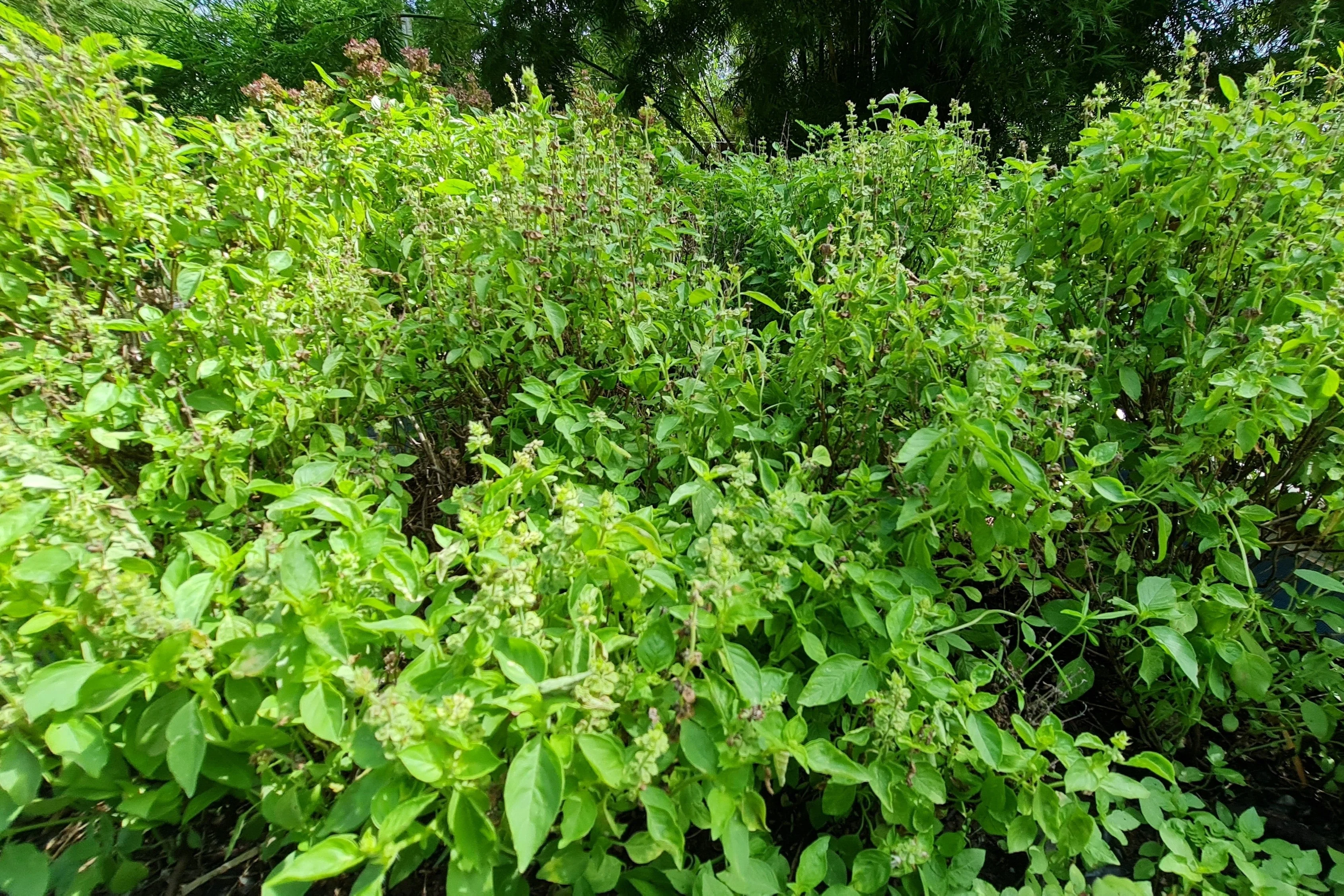250 Green Tulsi HOLY BASIL Ocimum Sanctum Tenuiflorum Herb Flower Seeds - Image 4