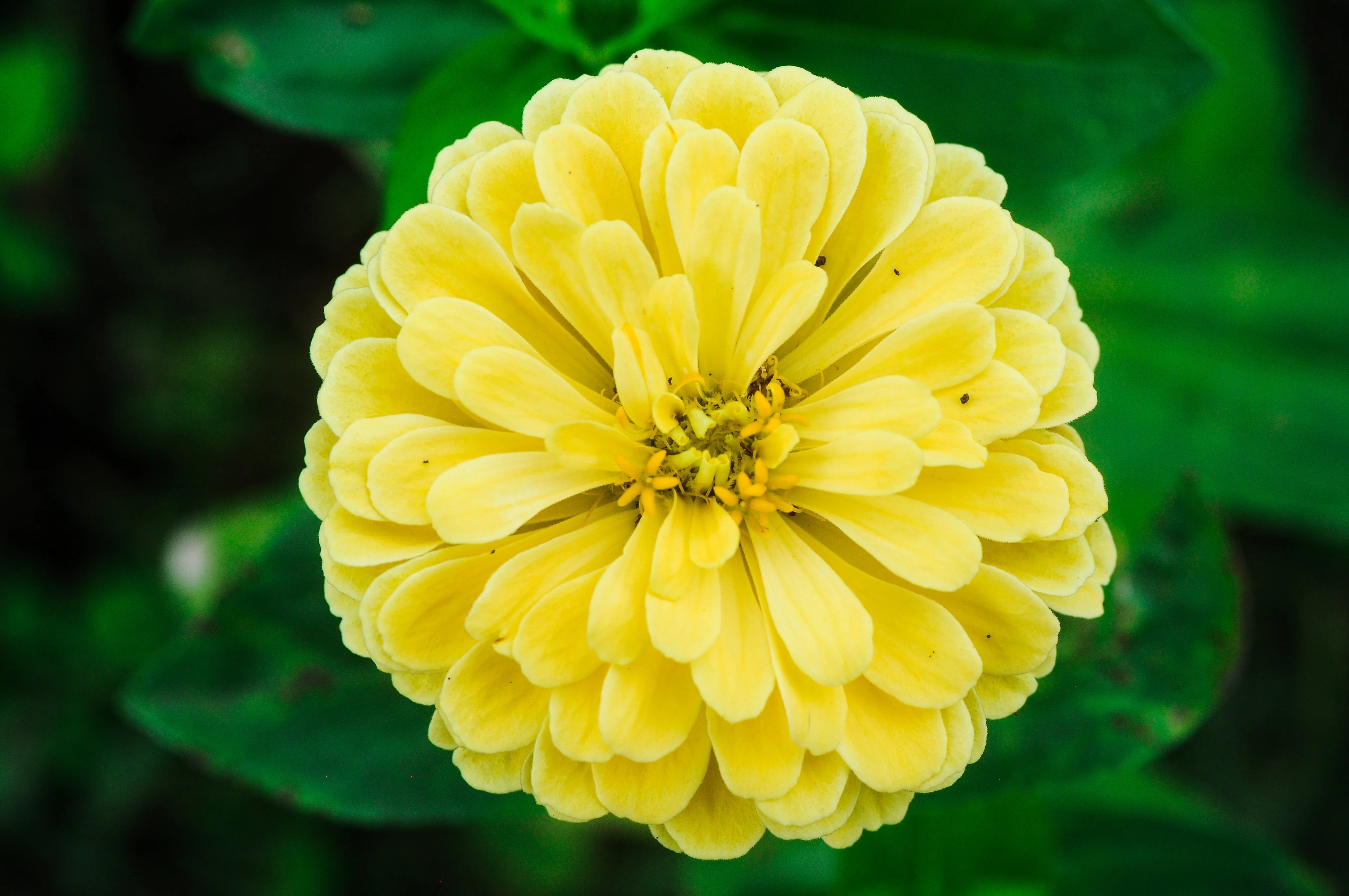 250 ISABELLINA ZINNIA Elegans Pastel Light Yellow Double Heirloom Flower Seeds - Image 5