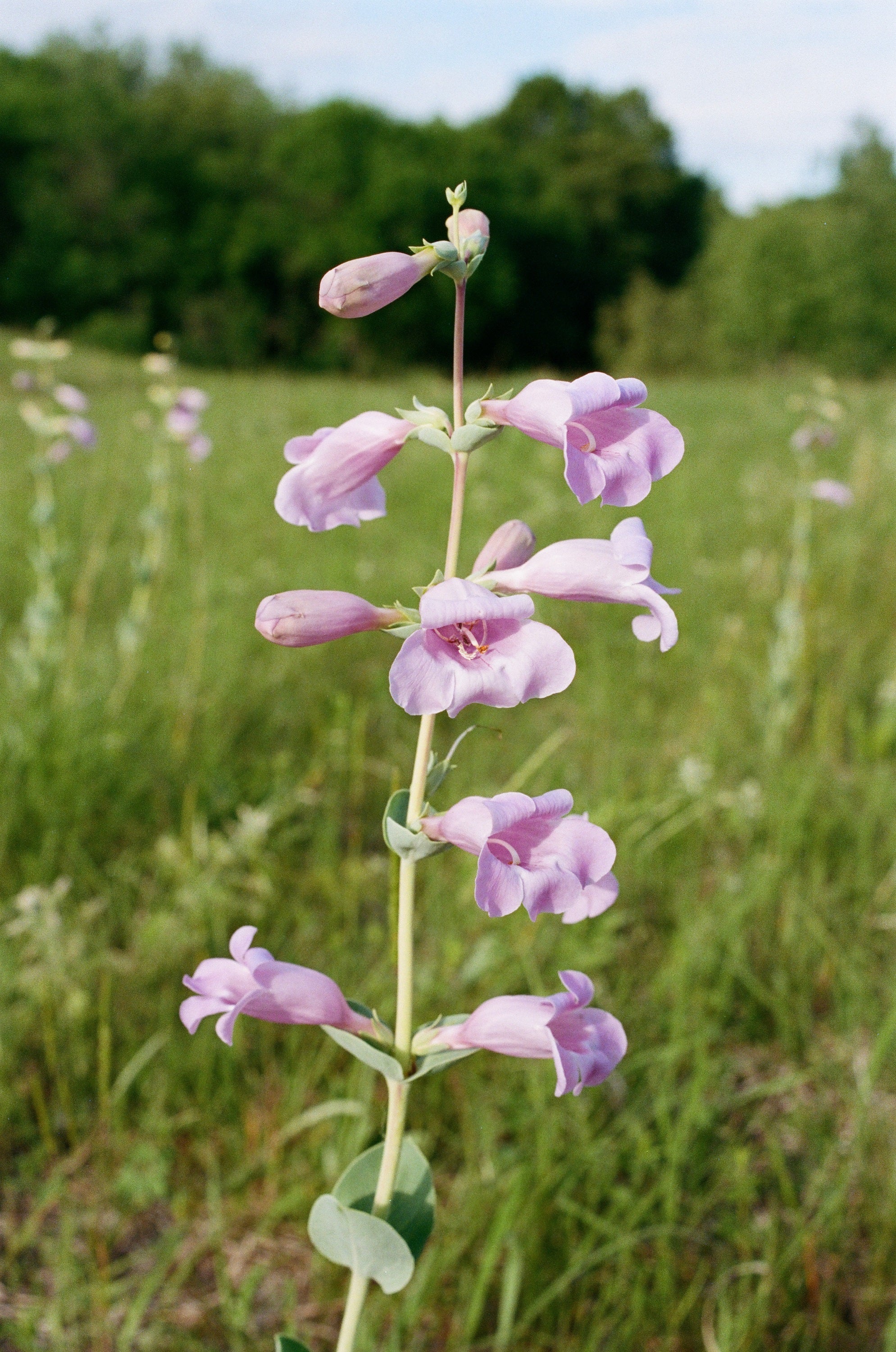 250 LARGE FLOWERED BEARDTONGUE Penstemon Grandiflorus Native Pink Purple Flower Seeds - Image 10