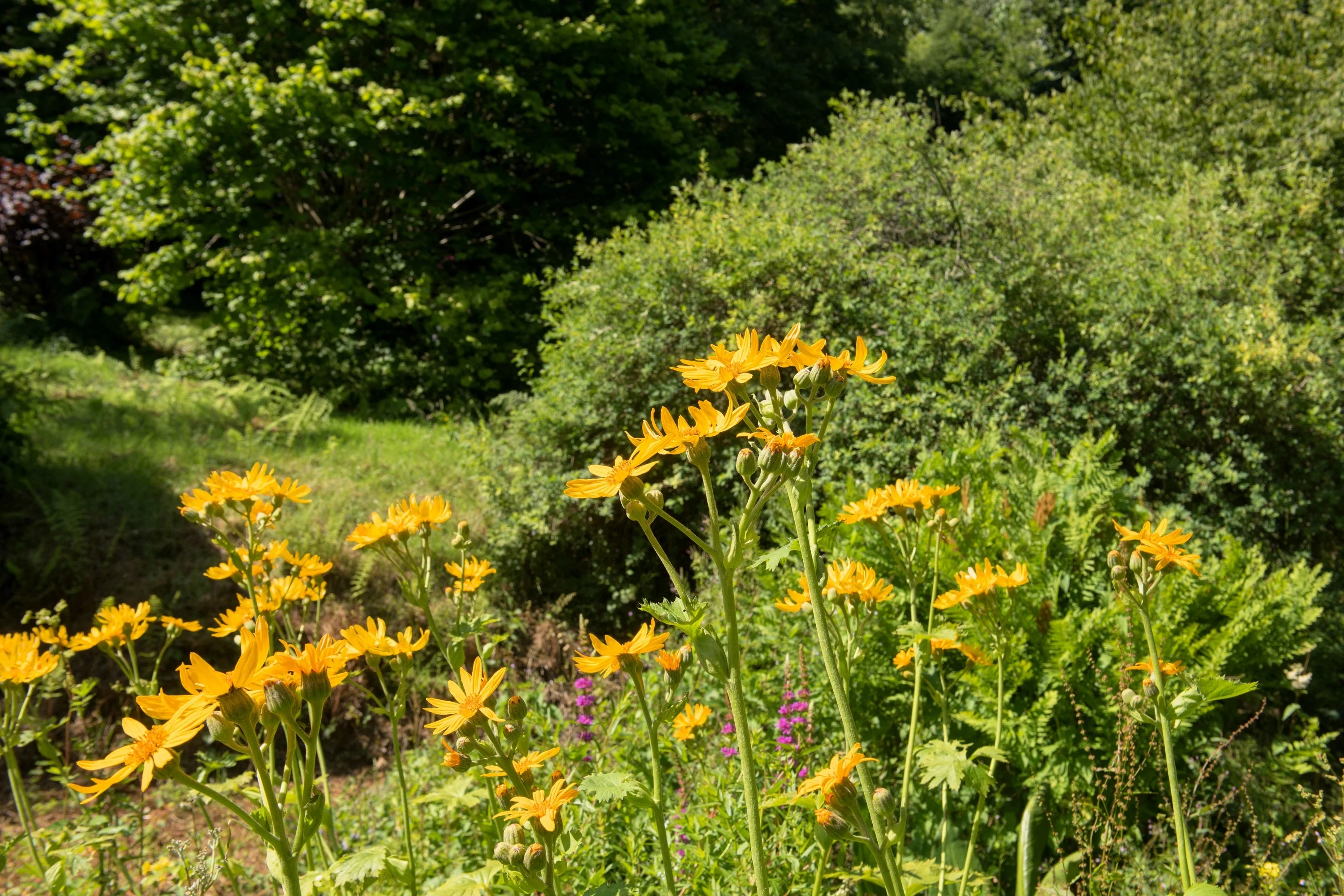 250 MAXIMILIAN (Prairie) SUNFLOWER Helianthus Maximiliani Flower Seeds - Image 9