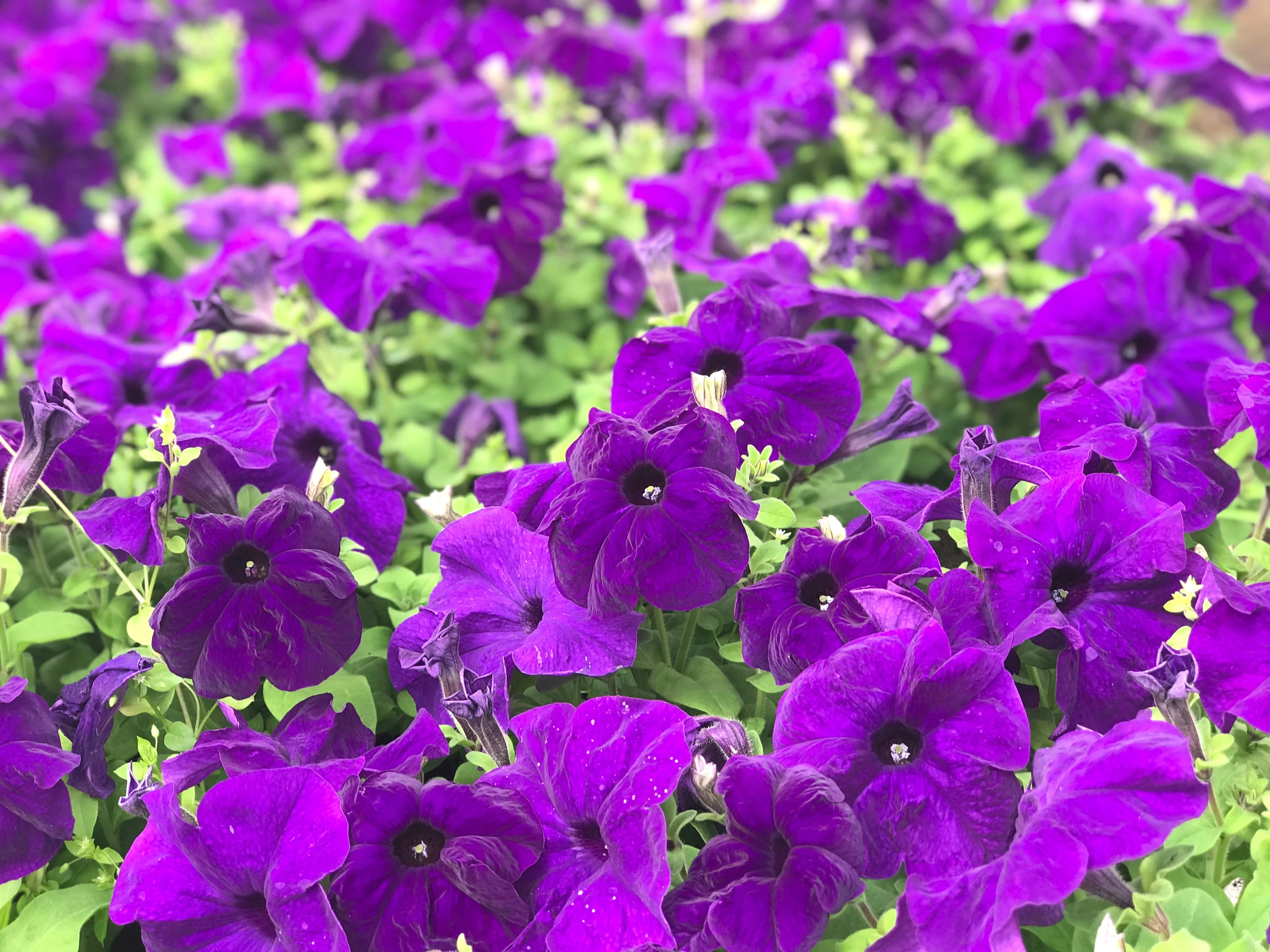250 Mixed Colors DWARF PETUNIA Pink Red Purple White Bicolor Flower Seeds - Image 8