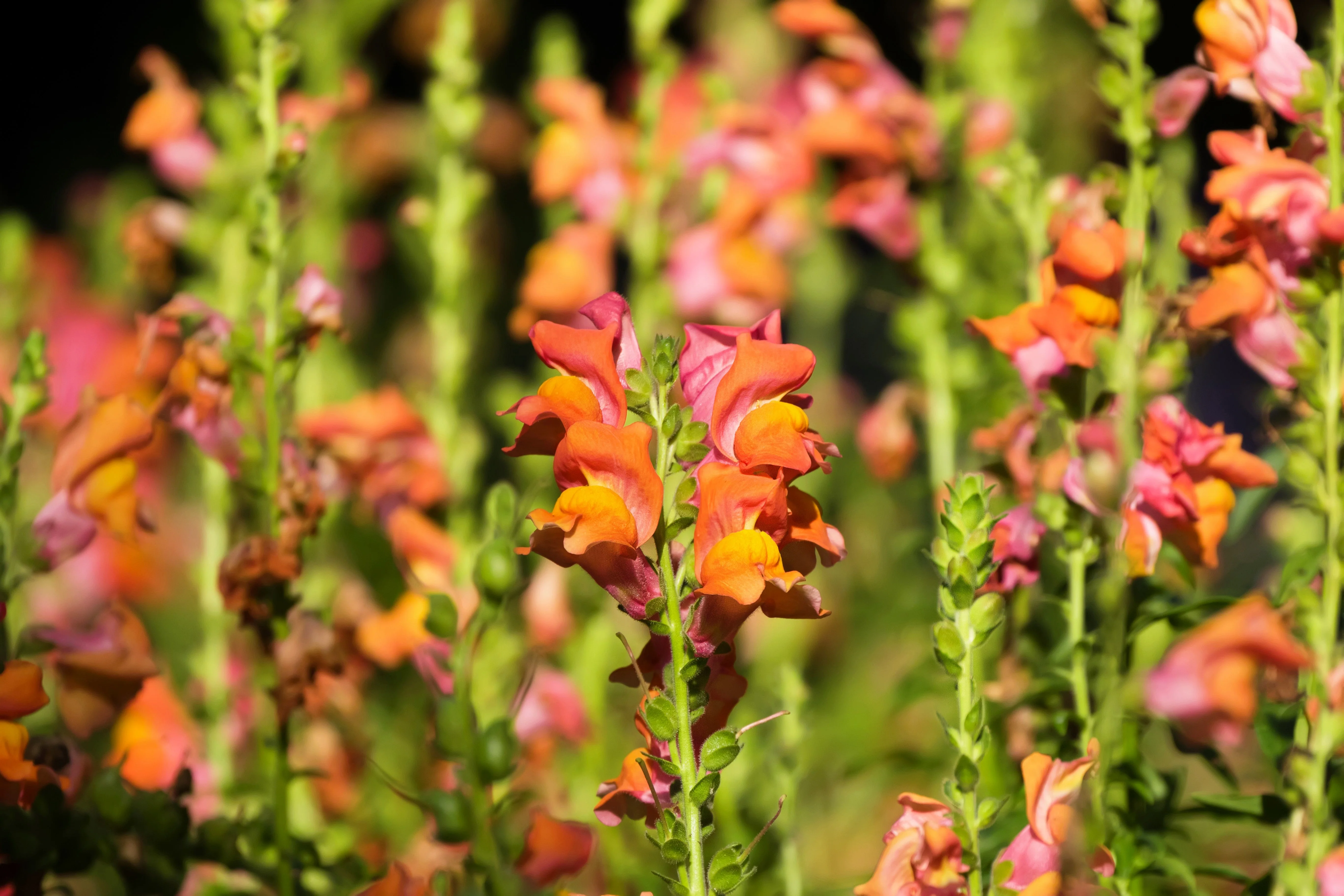 250 ORANGE WONDER SNAPDRAGON Antirrhinum Majus Flower Seeds - Image 3
