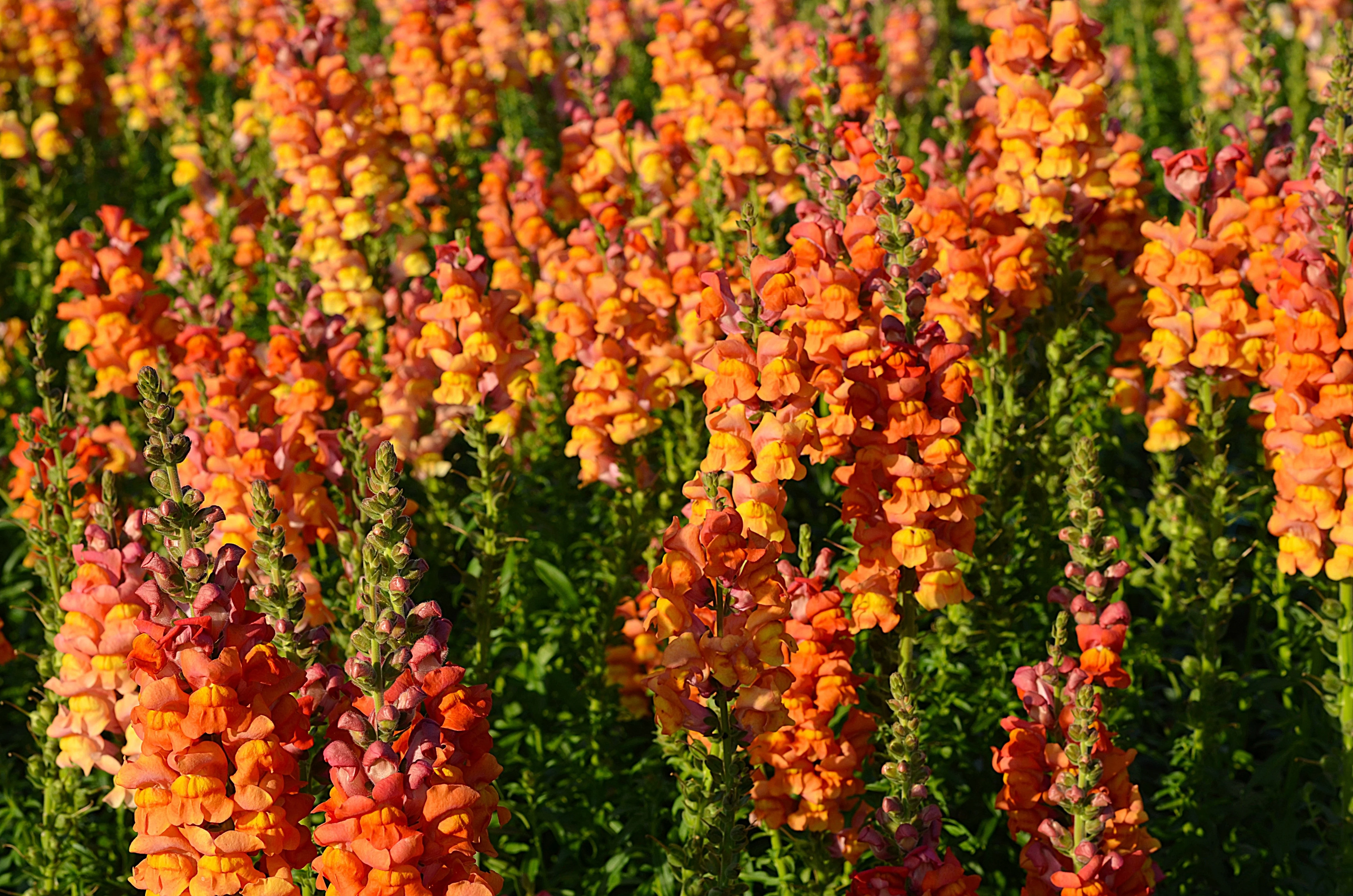250 ORANGE WONDER SNAPDRAGON Antirrhinum Majus Flower Seeds - Image 8