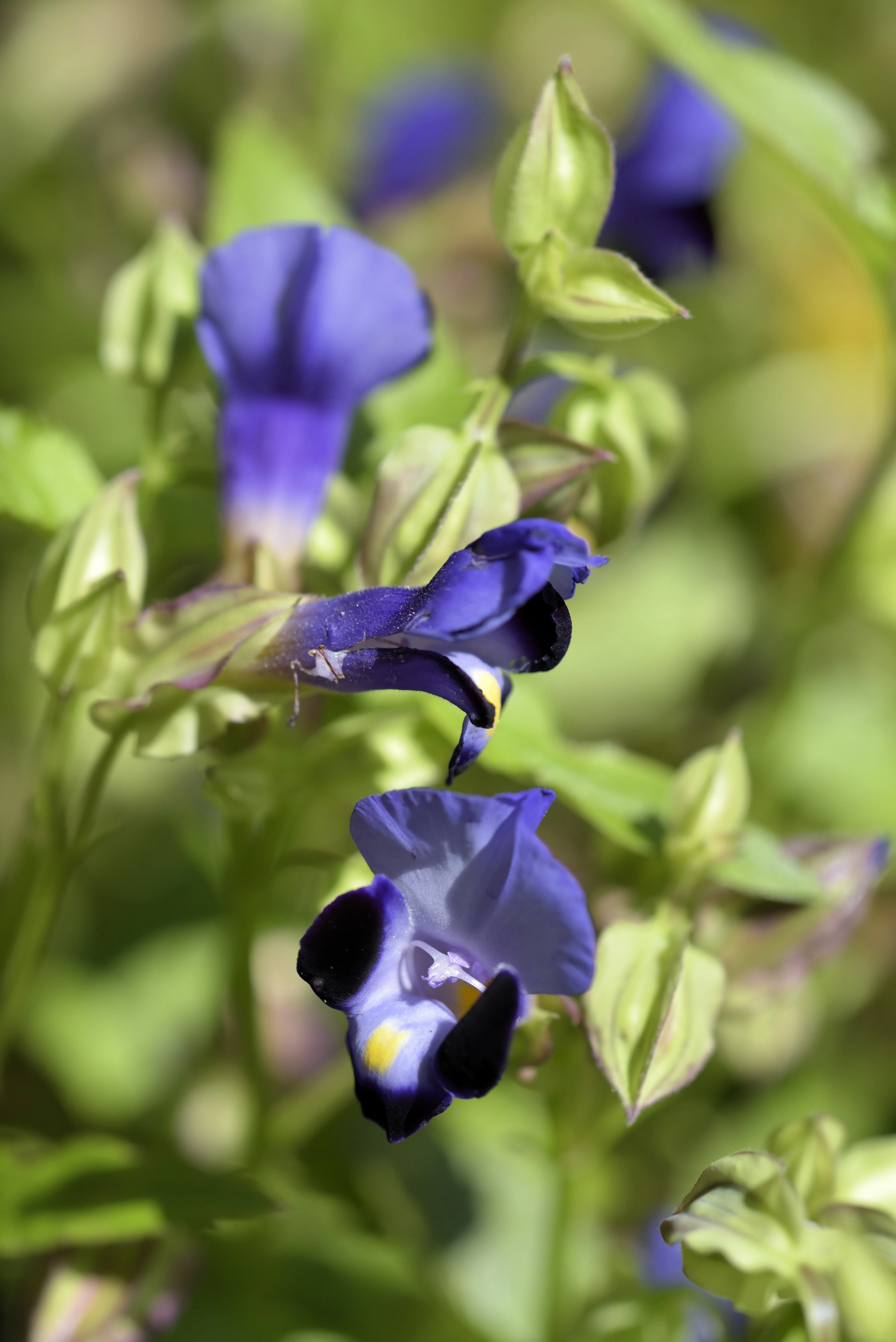 250 PURPLE MONKEY FLOWER Mimulus Ringens Seeds - Image 3