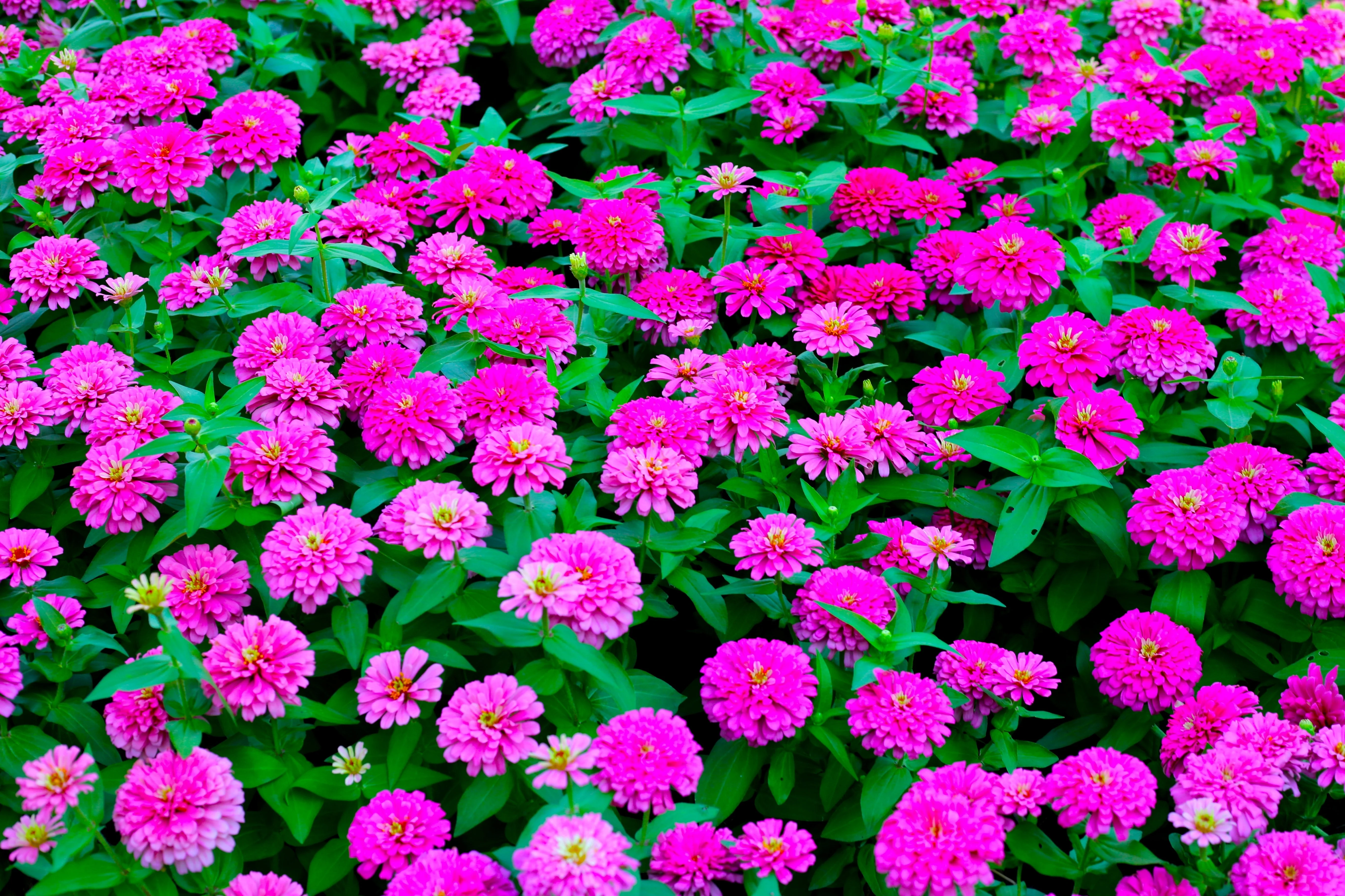 250 PURPLE PRINCE ZINNIA Elegans Flower Seeds - Image 2