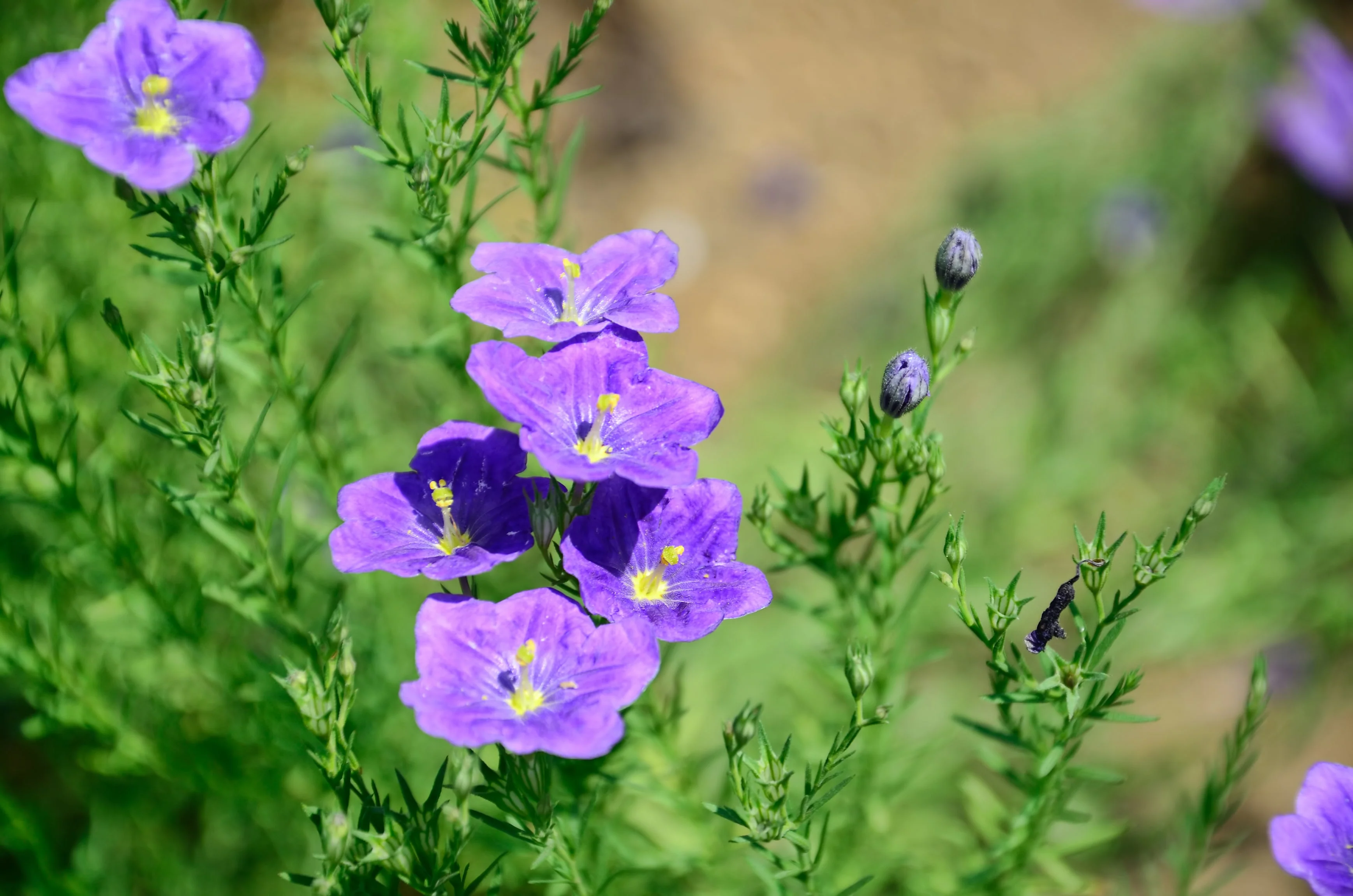 250 PURPLE Robe CUP FLOWER Nierembergia Hippomanica Caerulea Seeds - Image 4