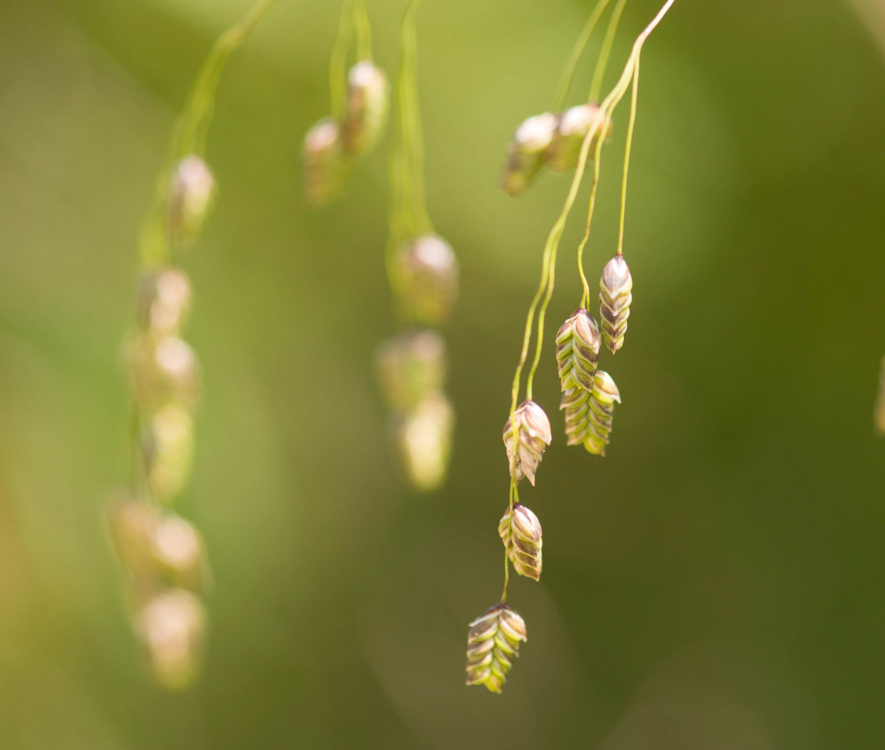 250 RATTLESNAKE MANNAGRASS Canadian Quaking Grass Glyceria Canadensis Briza Poa Native Wetland Ornamental Manna Grass Seeds