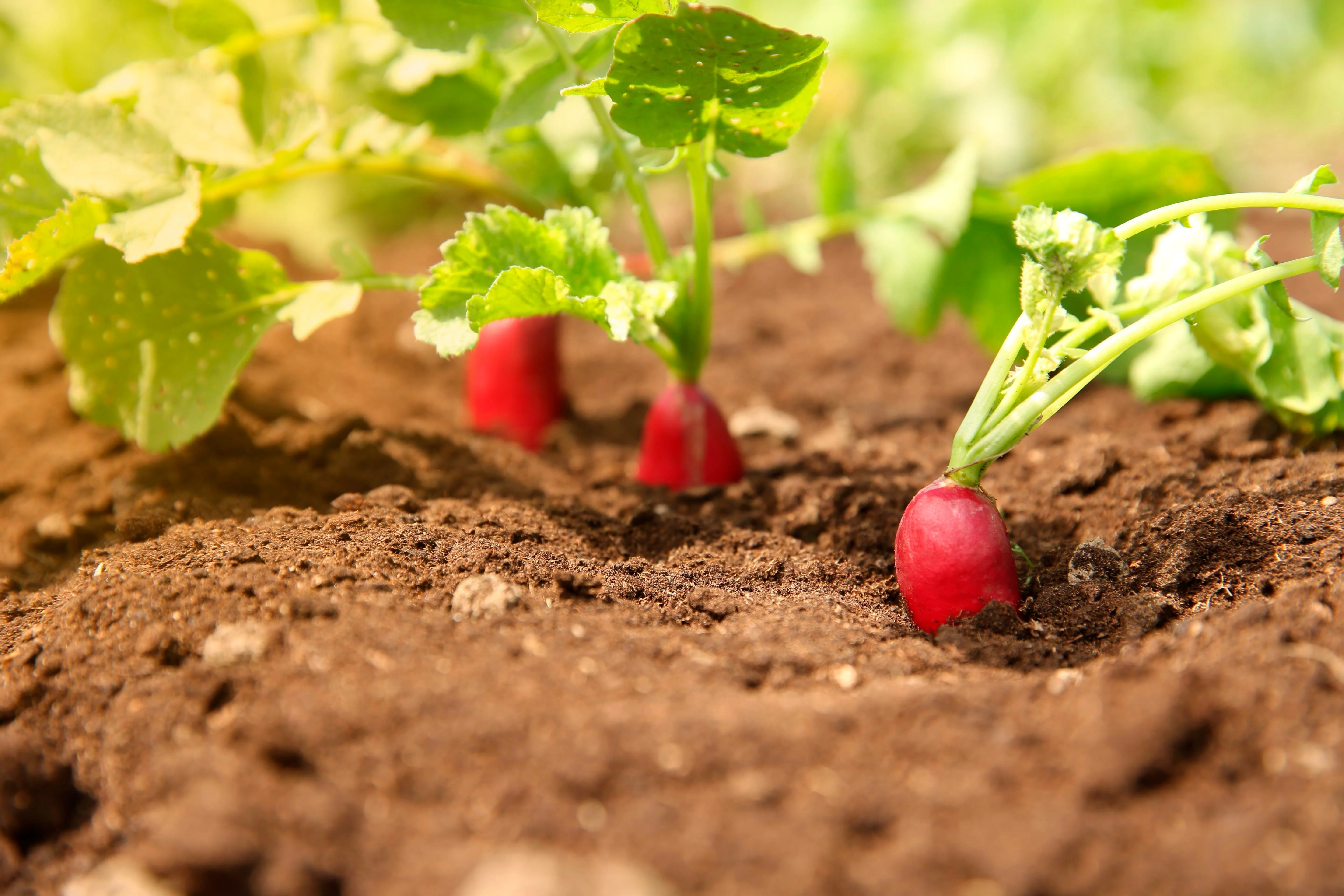 250 RED Arrow SPROUTING RADISH MiniGreen Daikon Raphanus Sativus Vegetable Seeds - Image 4