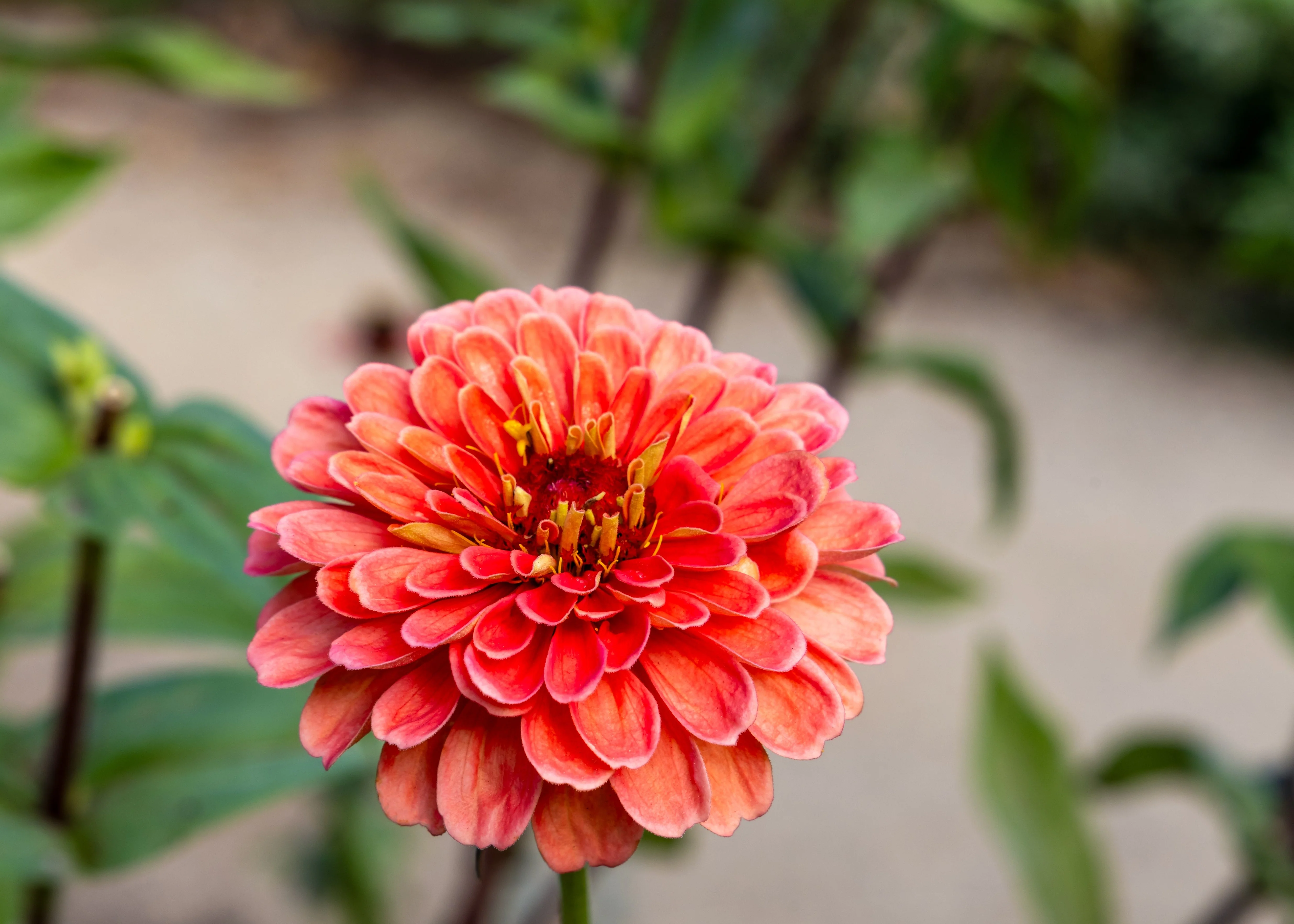250 SALMON QUEEN ZINNIA Elegans California Giant Double Flower Seeds - Image 8