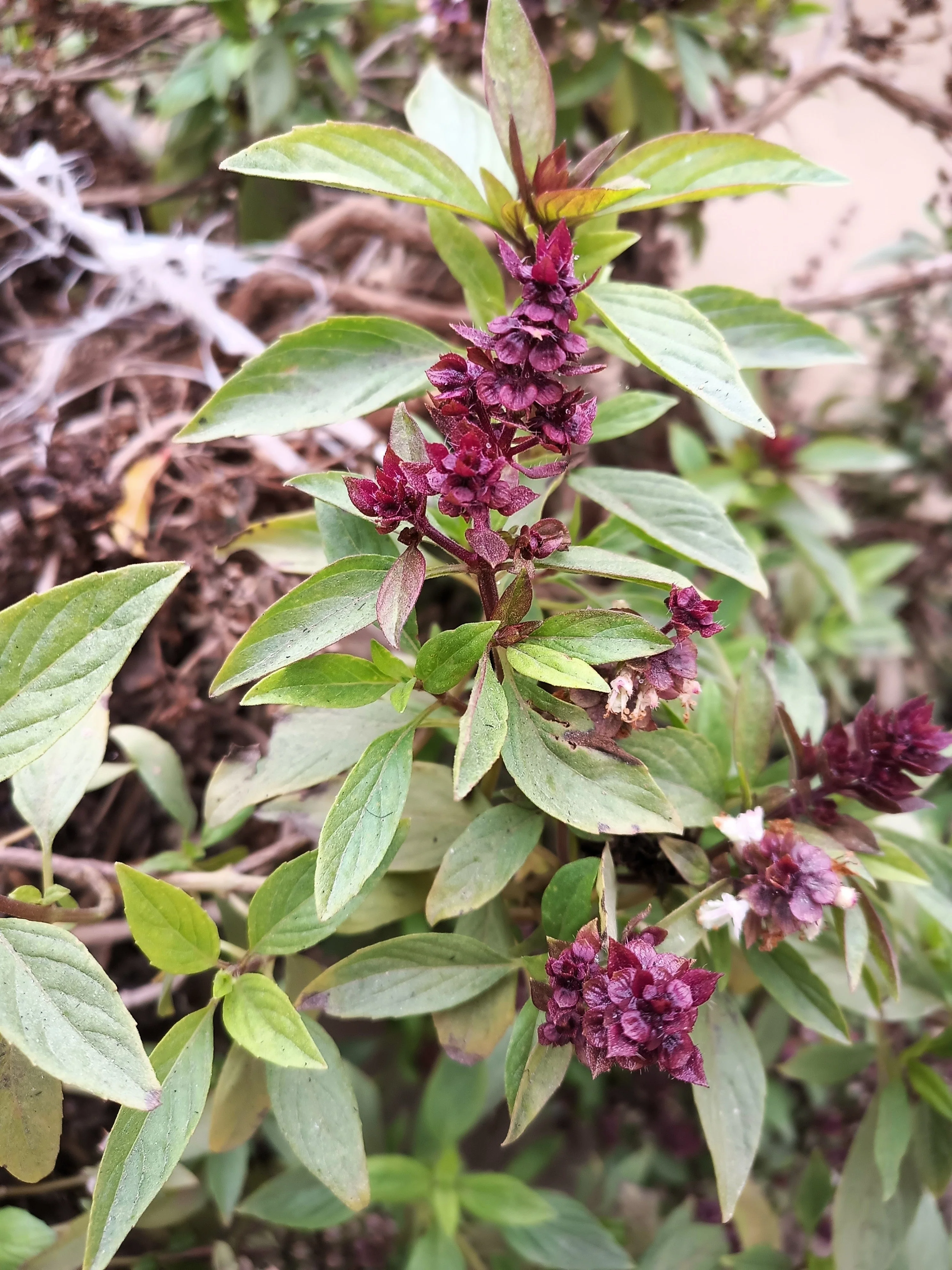 250 SIAM QUEEN Thai BASIL Ocimum Thyrsiflora Herb Flower Seeds - Image 4