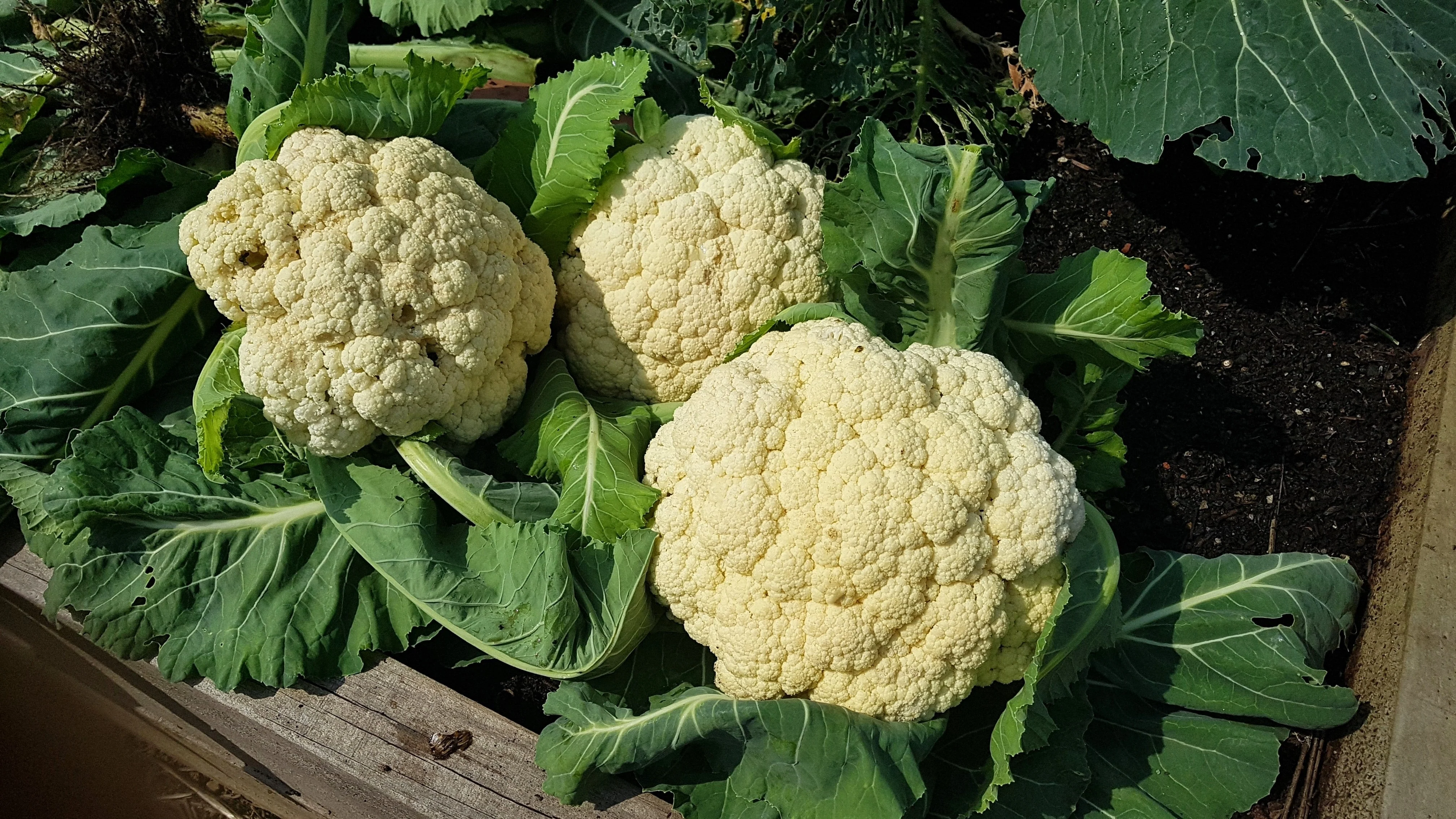 250 SNOWBALL CAULIFLOWER Brassica Oleracea Botrytis Vegetable Seeds - Image 3