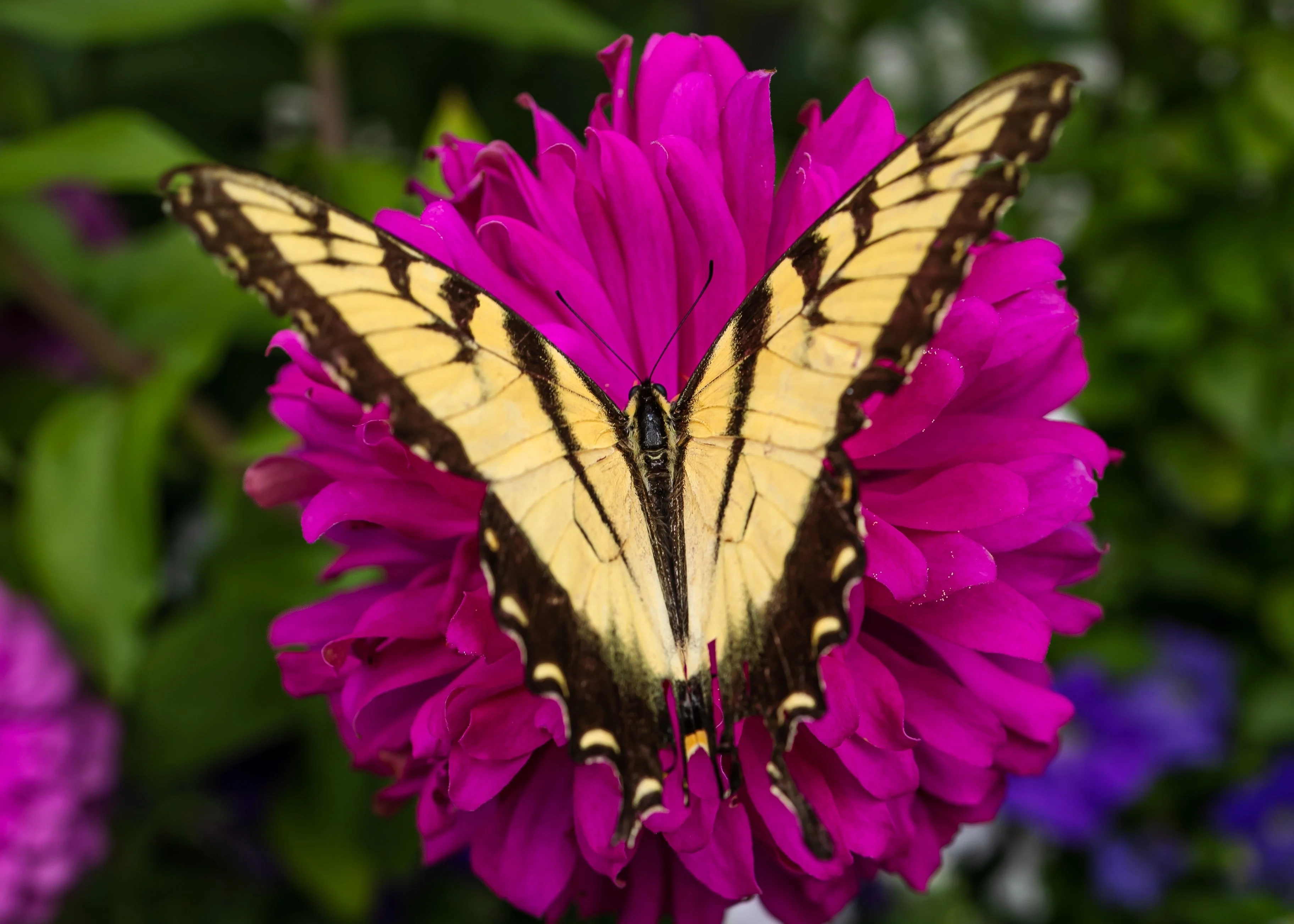 250 VIOLET QUEEN ZINNIA Elegans Purple Double Dahlia Heirloom Flower Seeds - Image 11