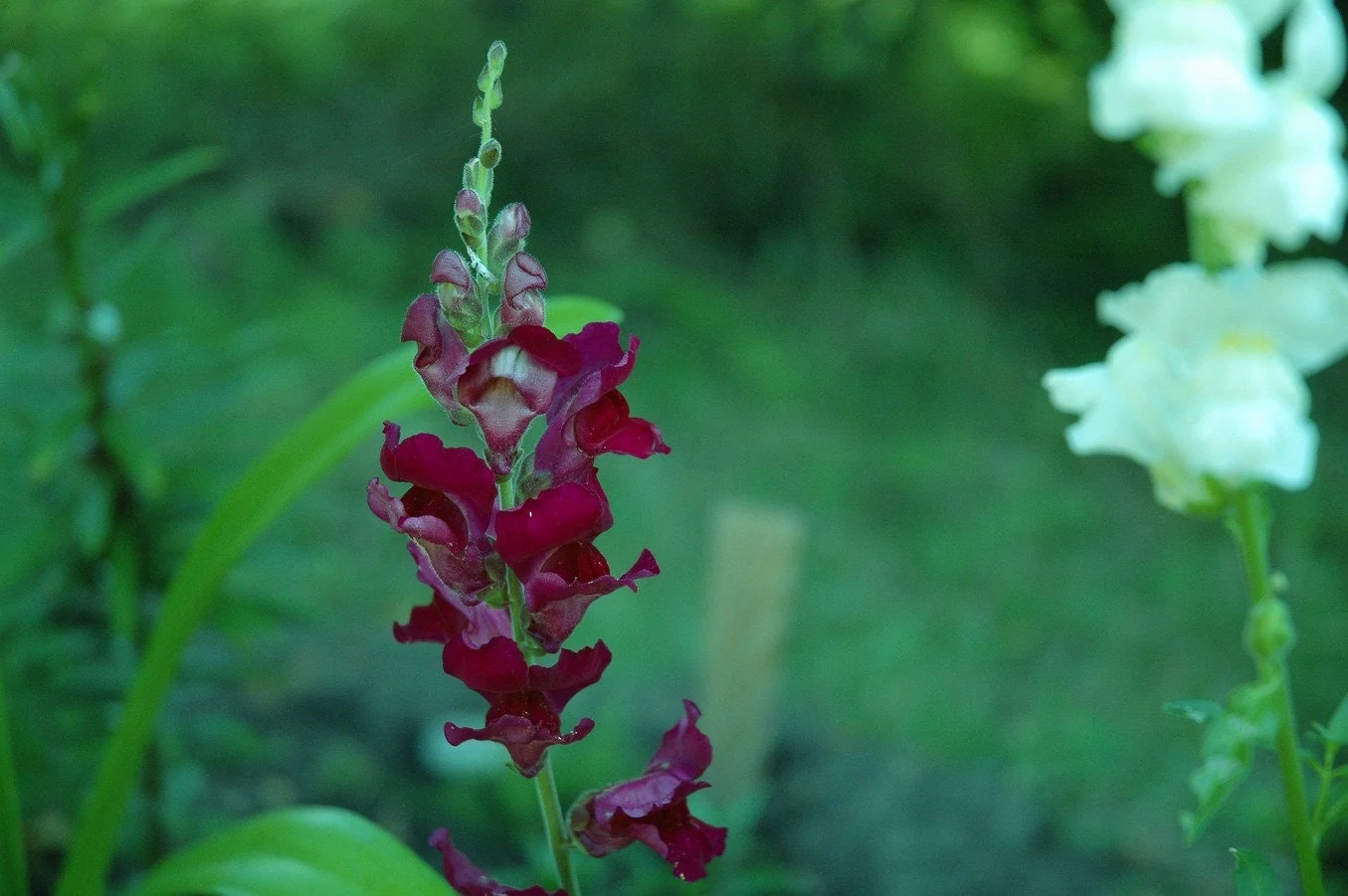 250 ' WELCOME ' SNAPDRAGON Antirrhinum Majus Dark Crimson Red Near Black Gothic Garden Flower Seeds - Image 2