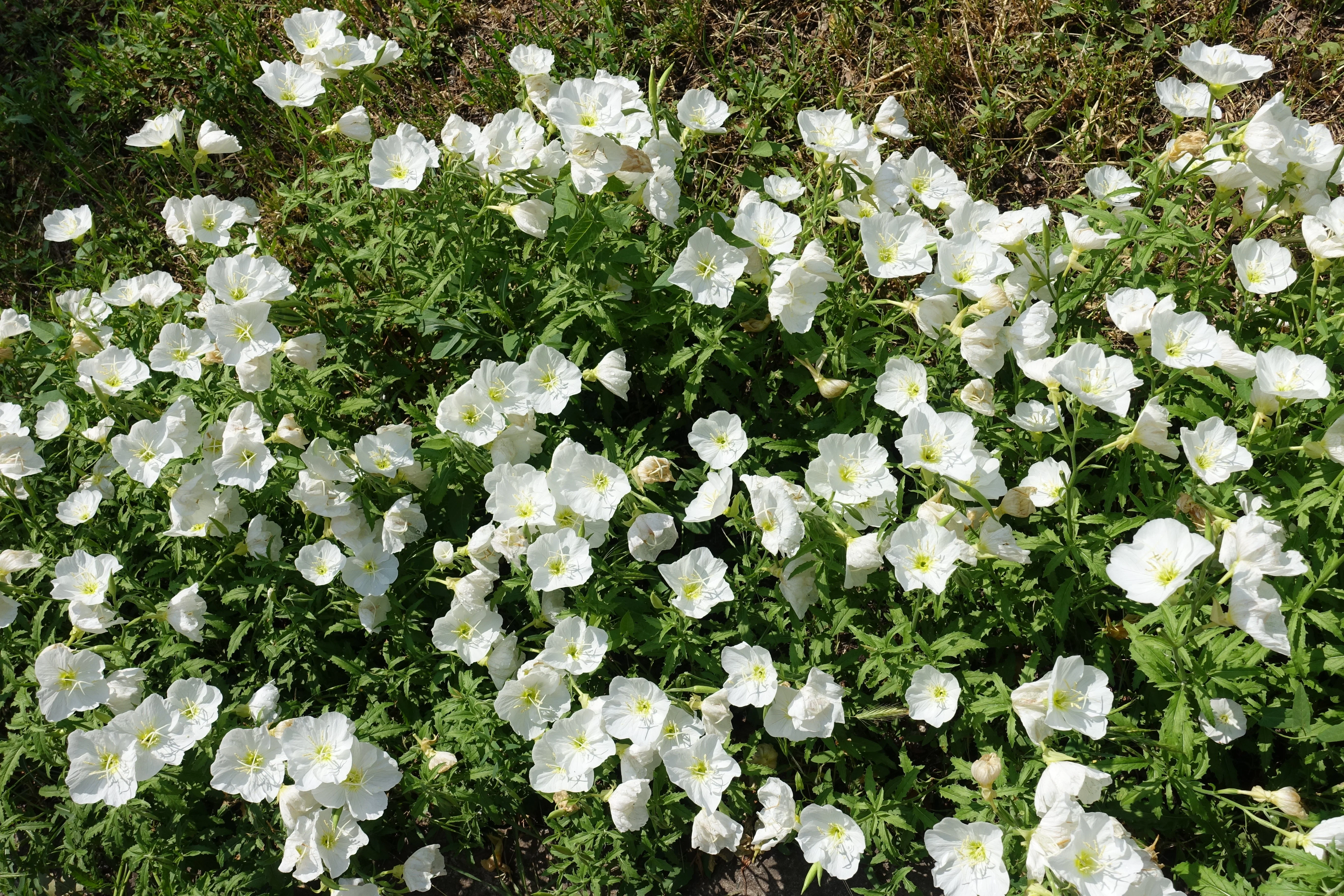 250 WHITE Pale EVENING PRIMROSE (White Buttercup / Sundrops) Oenothera Pallida Flower Seeds - Image 3