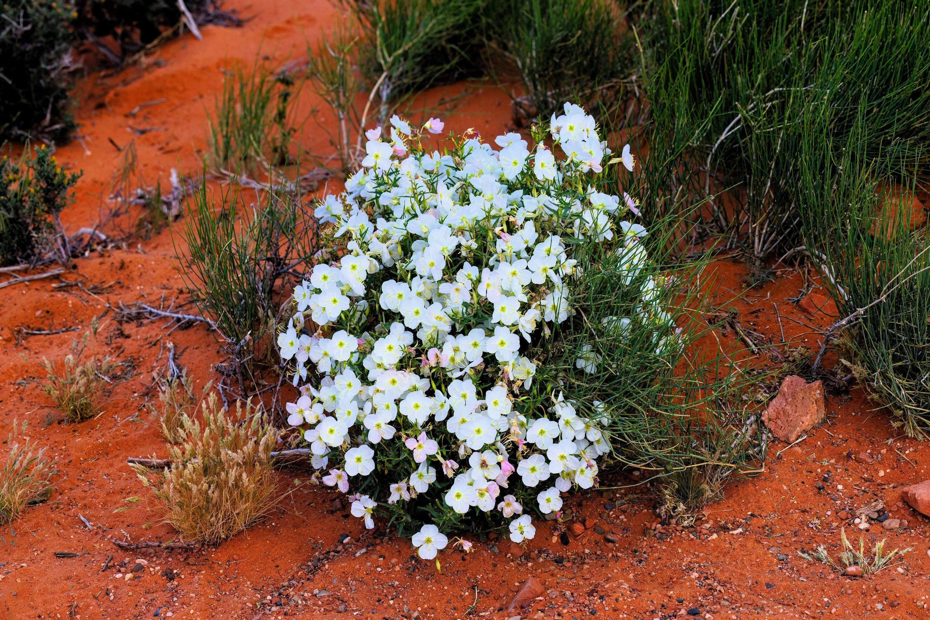 250 WHITE Pale EVENING PRIMROSE (White Buttercup / Sundrops) Oenothera Pallida Flower Seeds - Image 8
