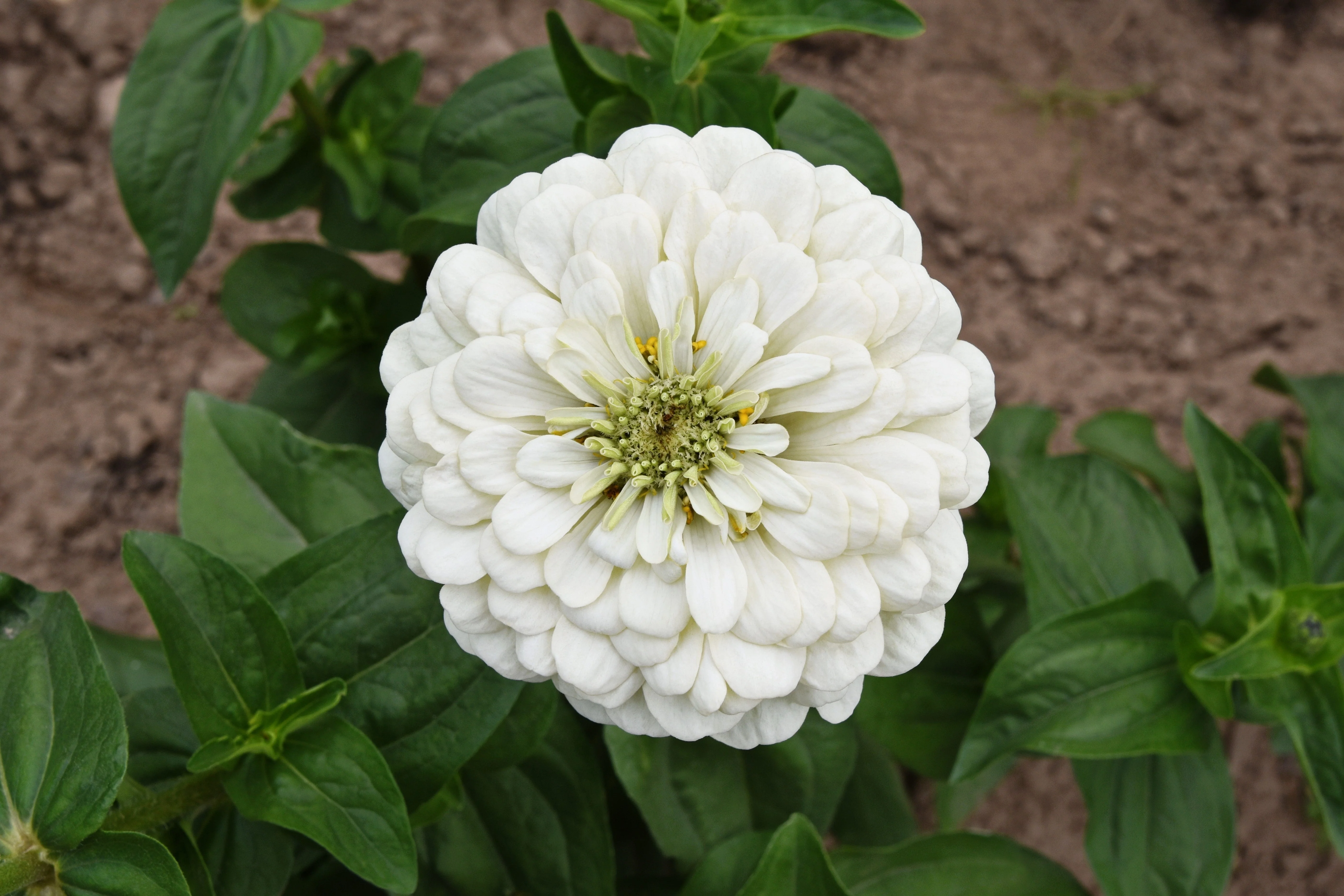 250 White POLAR BEAR ZINNIA Elegans Flower Seeds - Image 7