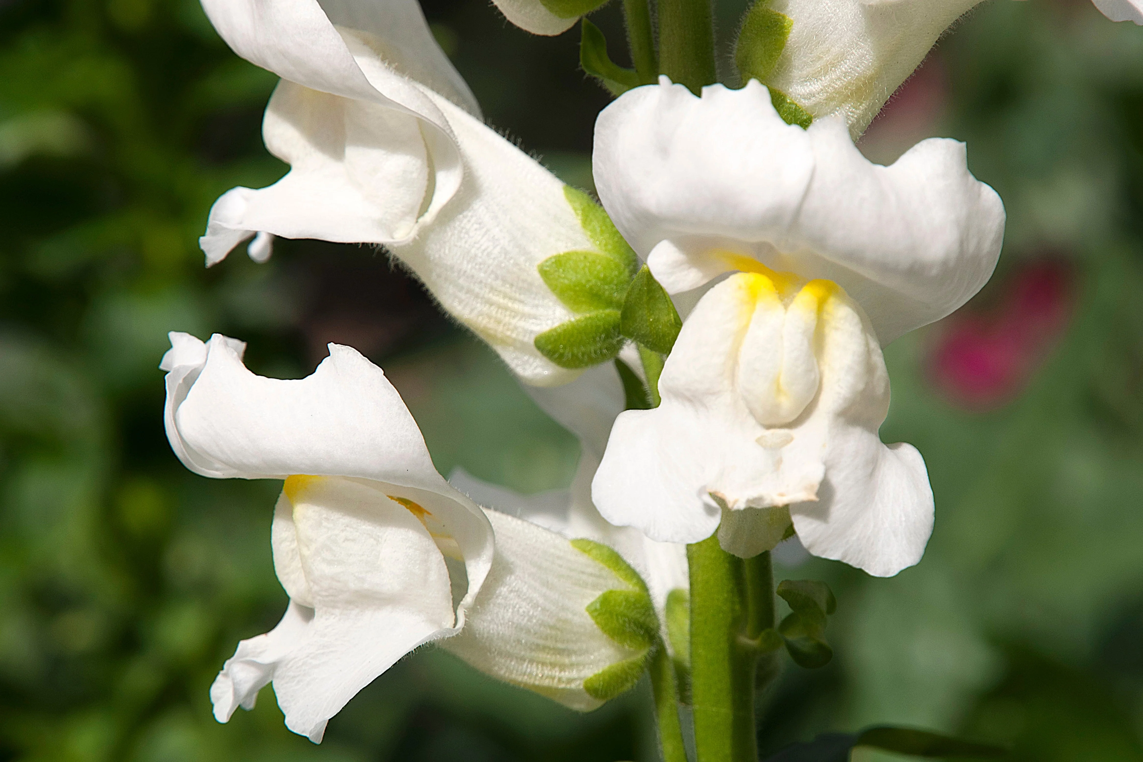 250 WHITE SNOWFLAKE SNAPDRAGON Antirrhinum Majus Flower Seeds - Image 7