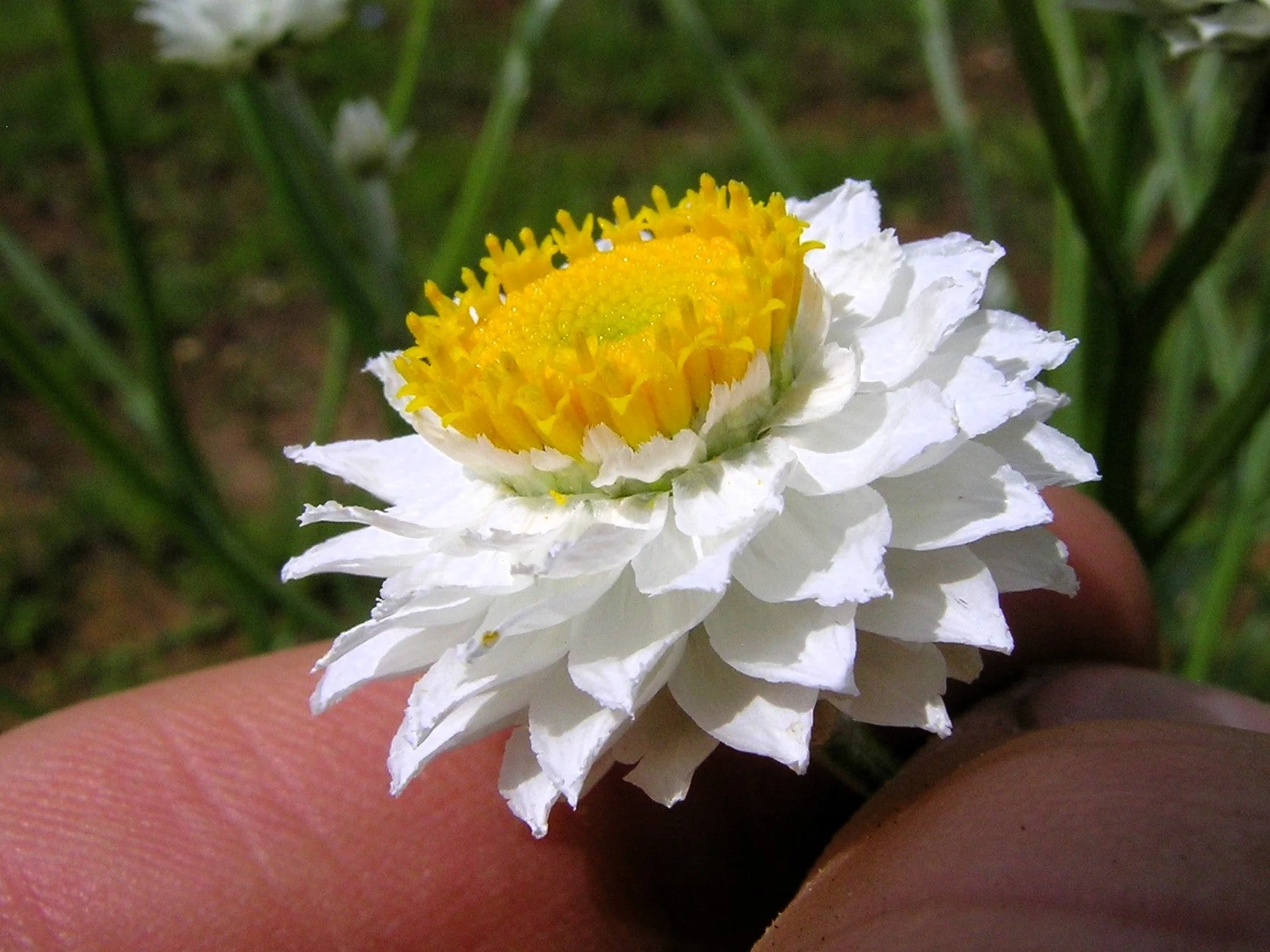 250 WHITE WINGED EVERLASTING Ammobium Alatum Flower Seeds - Image 4