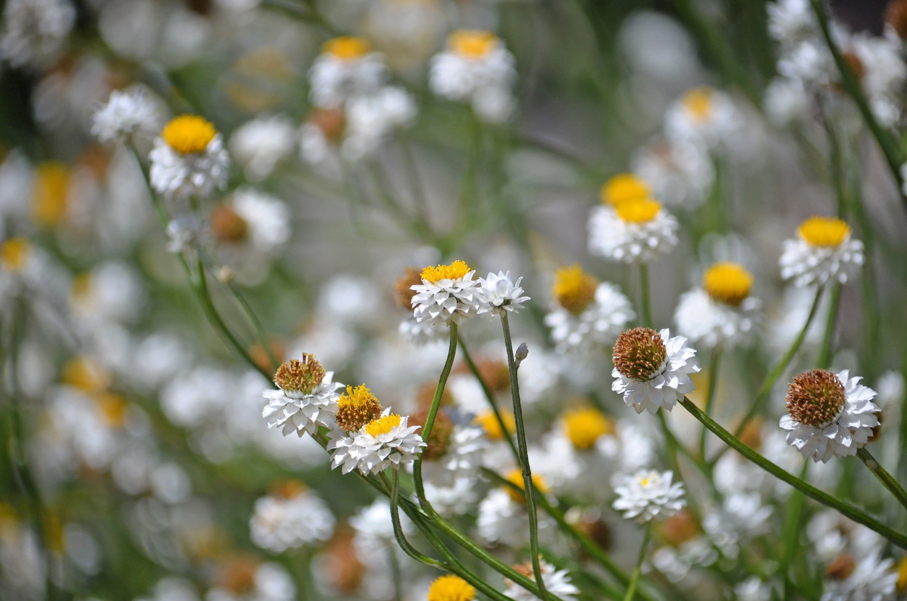 250 WHITE WINGED EVERLASTING Ammobium Alatum Flower Seeds - Image 8
