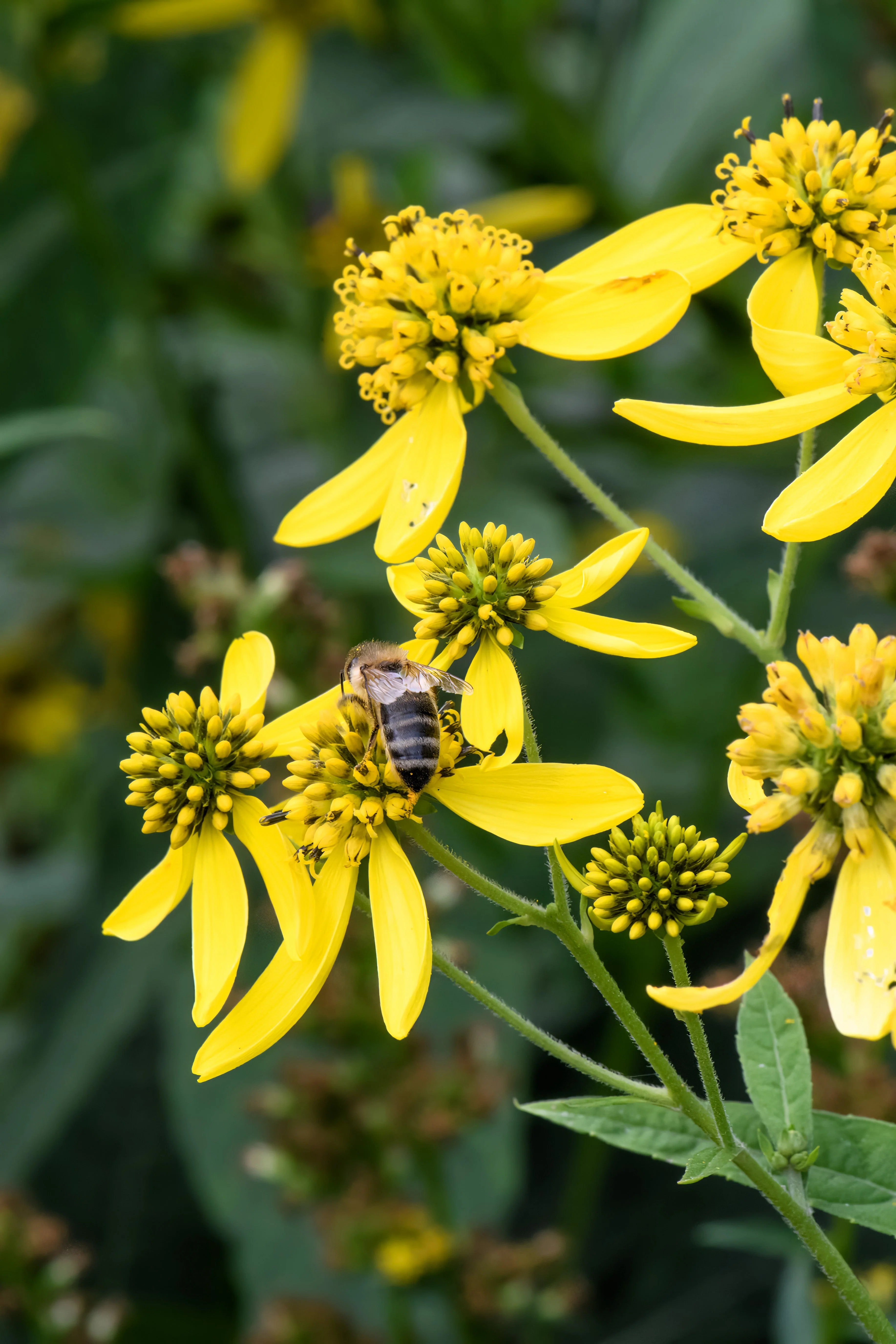 250 Wingstem / YELLOW IRONWEED Verbesina Alternifolia Flower Seeds - Image 3