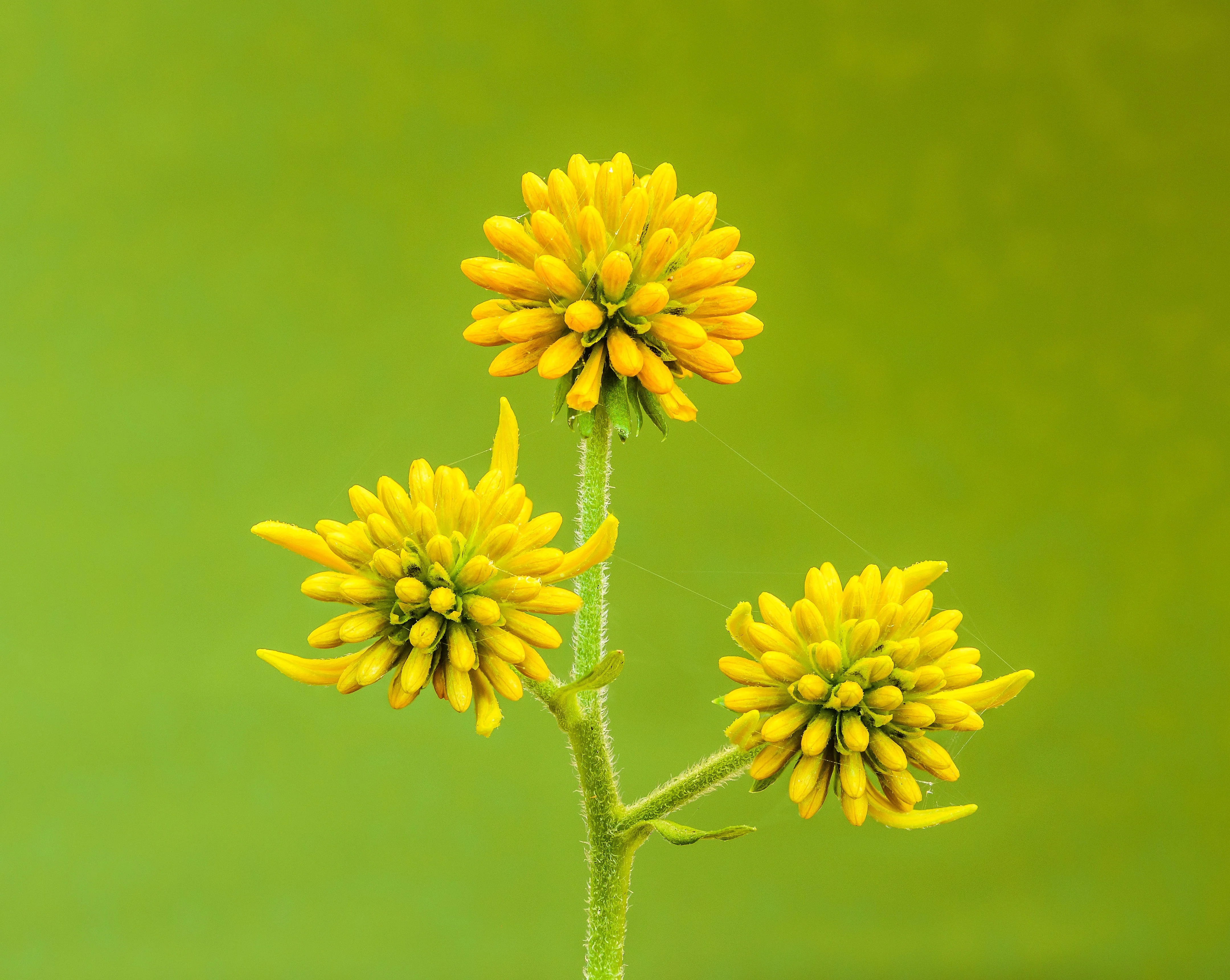 250 Wingstem / YELLOW IRONWEED Verbesina Alternifolia Flower Seeds - Image 4