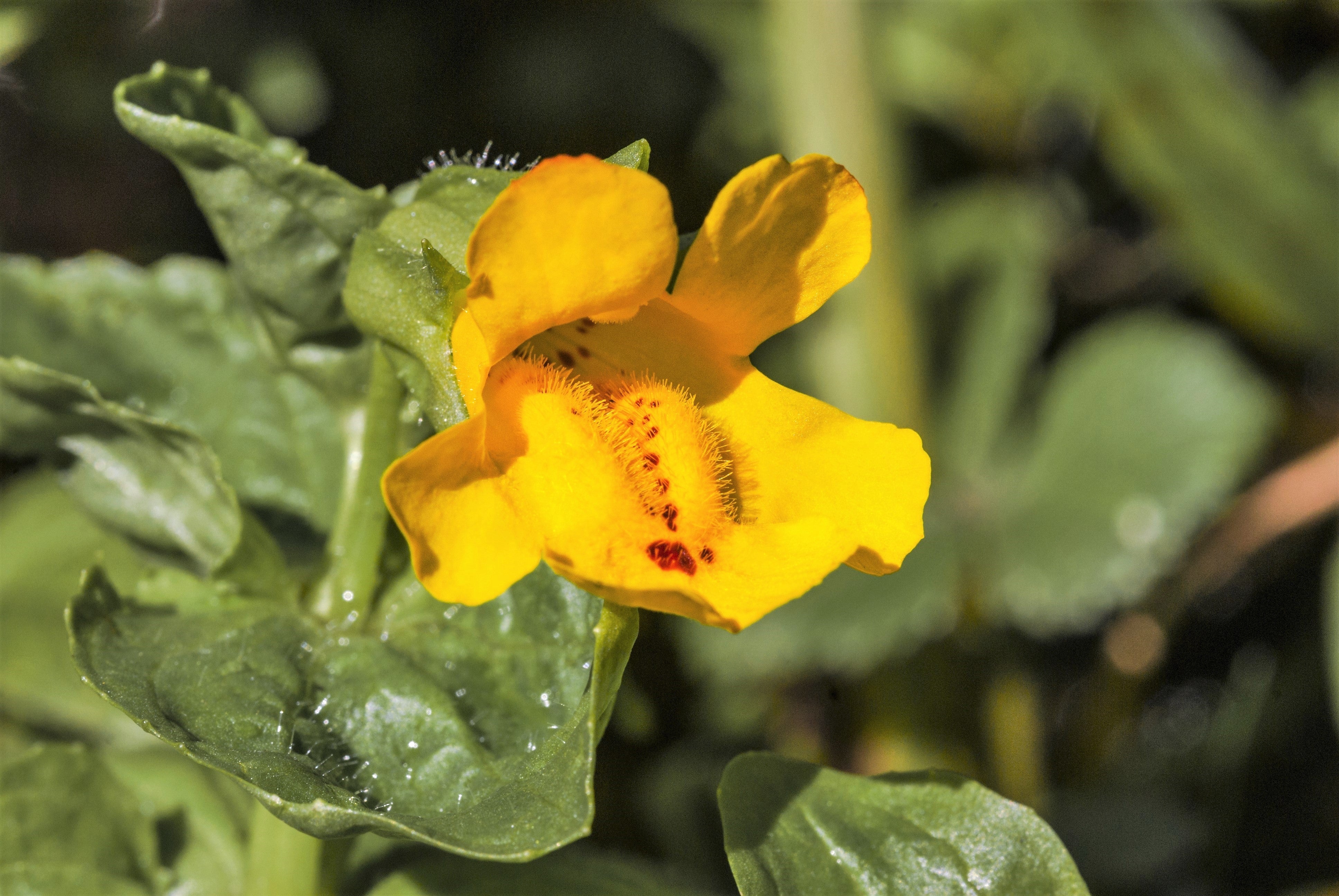 250 YELLOW MONKEY FLOWER Mimulus Grandiflorus Perennial Flower Seeds - Image 6