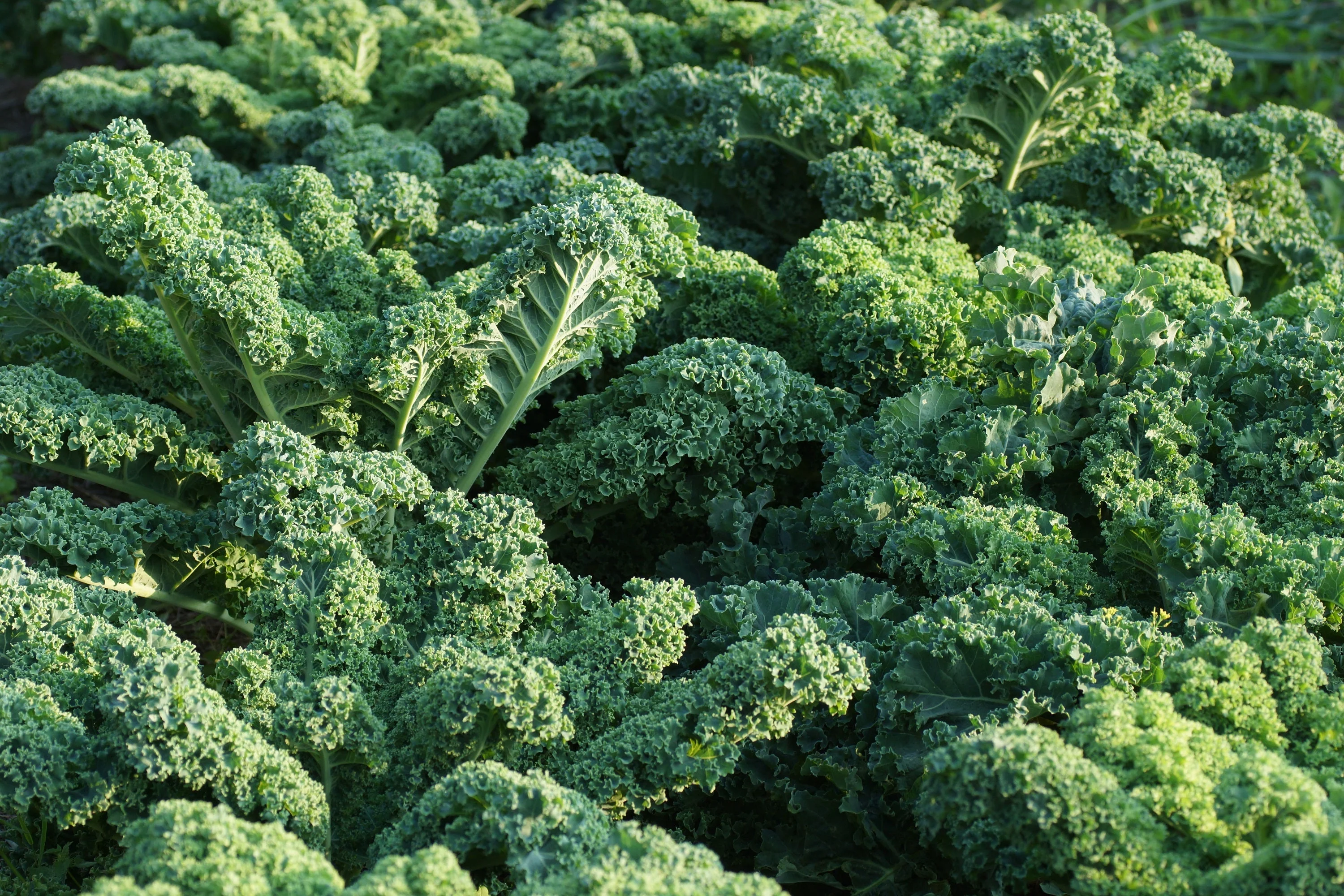 2500 VATES Blue CURLED KALE / Dwarf Blue Curled Scotch Kale Brassica Oleracea Vegetable Seeds - Image 3