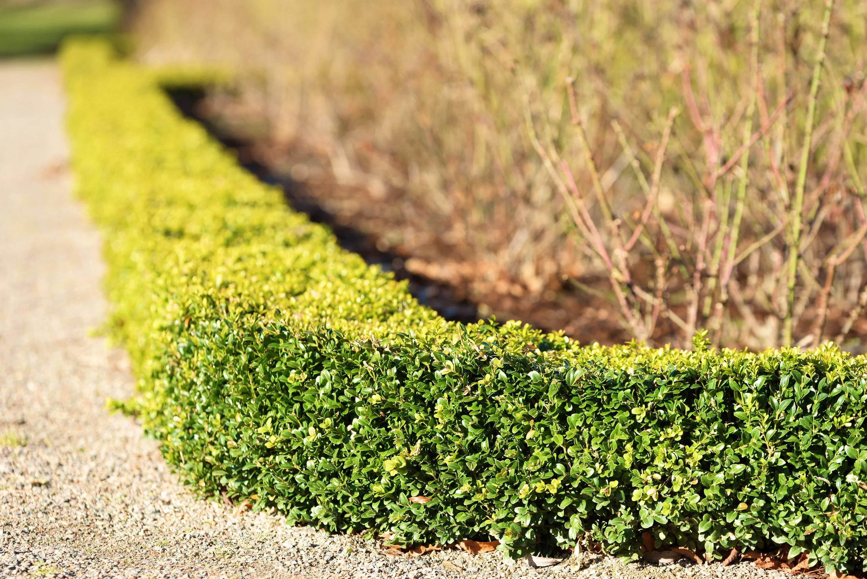 30 AMERICAN BOXWOOD Common Buxus Sempervirens European Box Shrub Seeds - Image 12